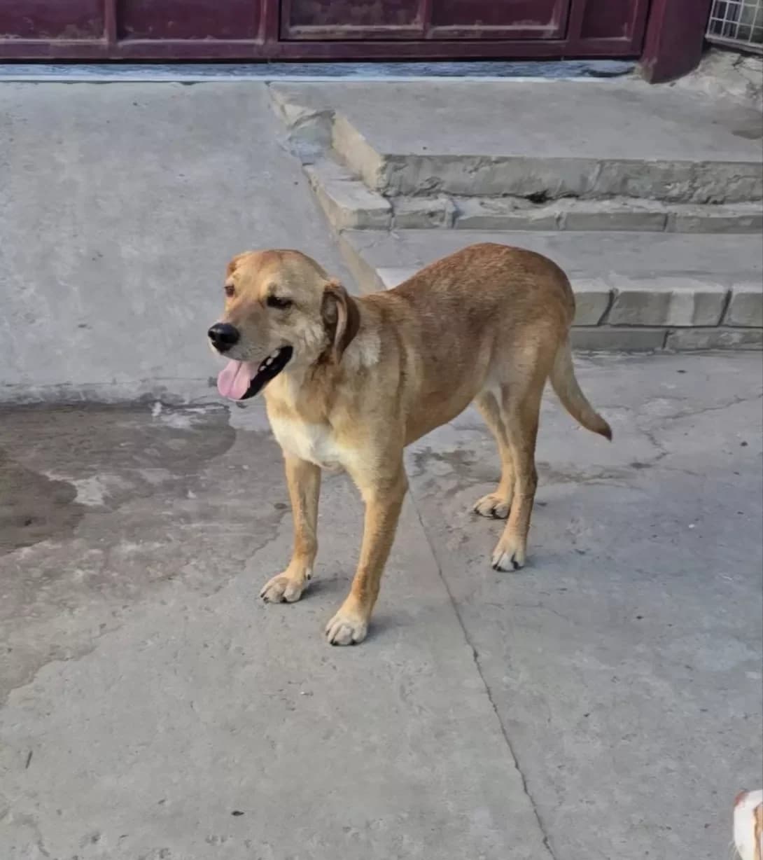 Rizhiy (Рижий), male young Mixed Breed for adoption at Happy Paw Dnipro