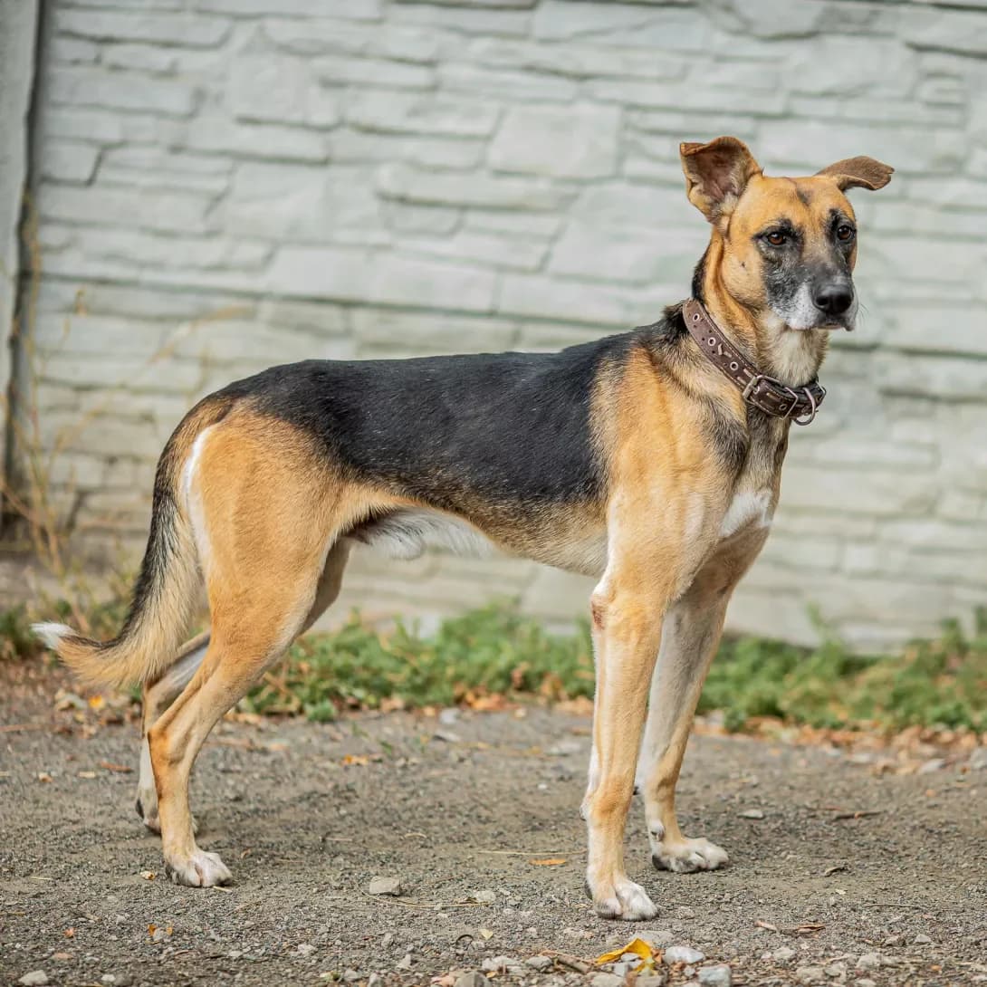 Dik (Дік), male 6yo Mixed Breed for adoption at Happy Paw Dnipro