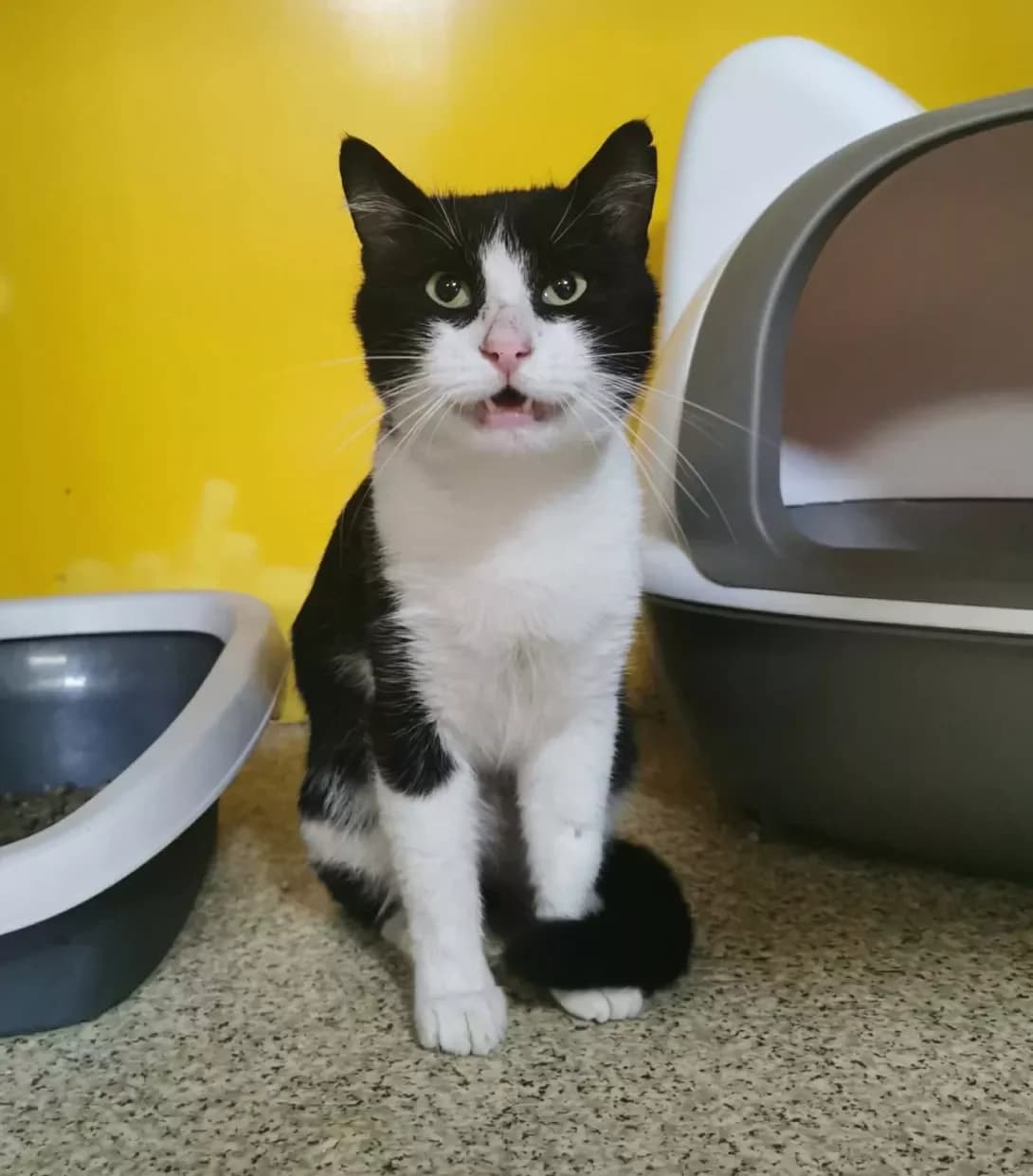 Kashirskiy (Каширський), male young Mixed Breed for adoption at Happy Paw Dnipro