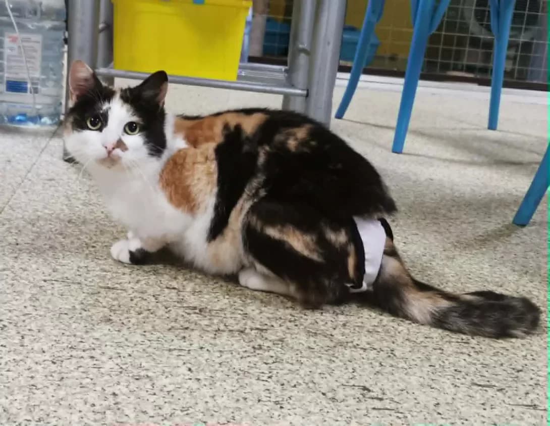 P'yatnashka (П'ятнашка), female young Mixed Breed for adoption at Happy Paw Dnipro