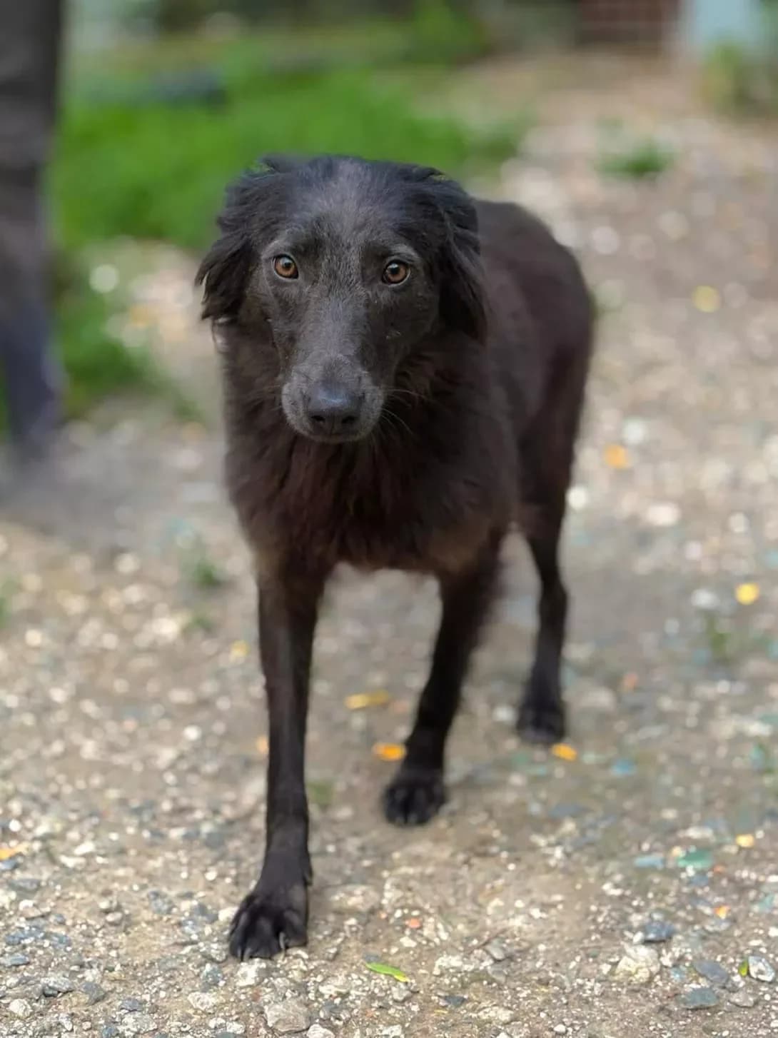 Molli (Моллі), female puppy Mixed Breed for adoption at Happy Paw Dnipro