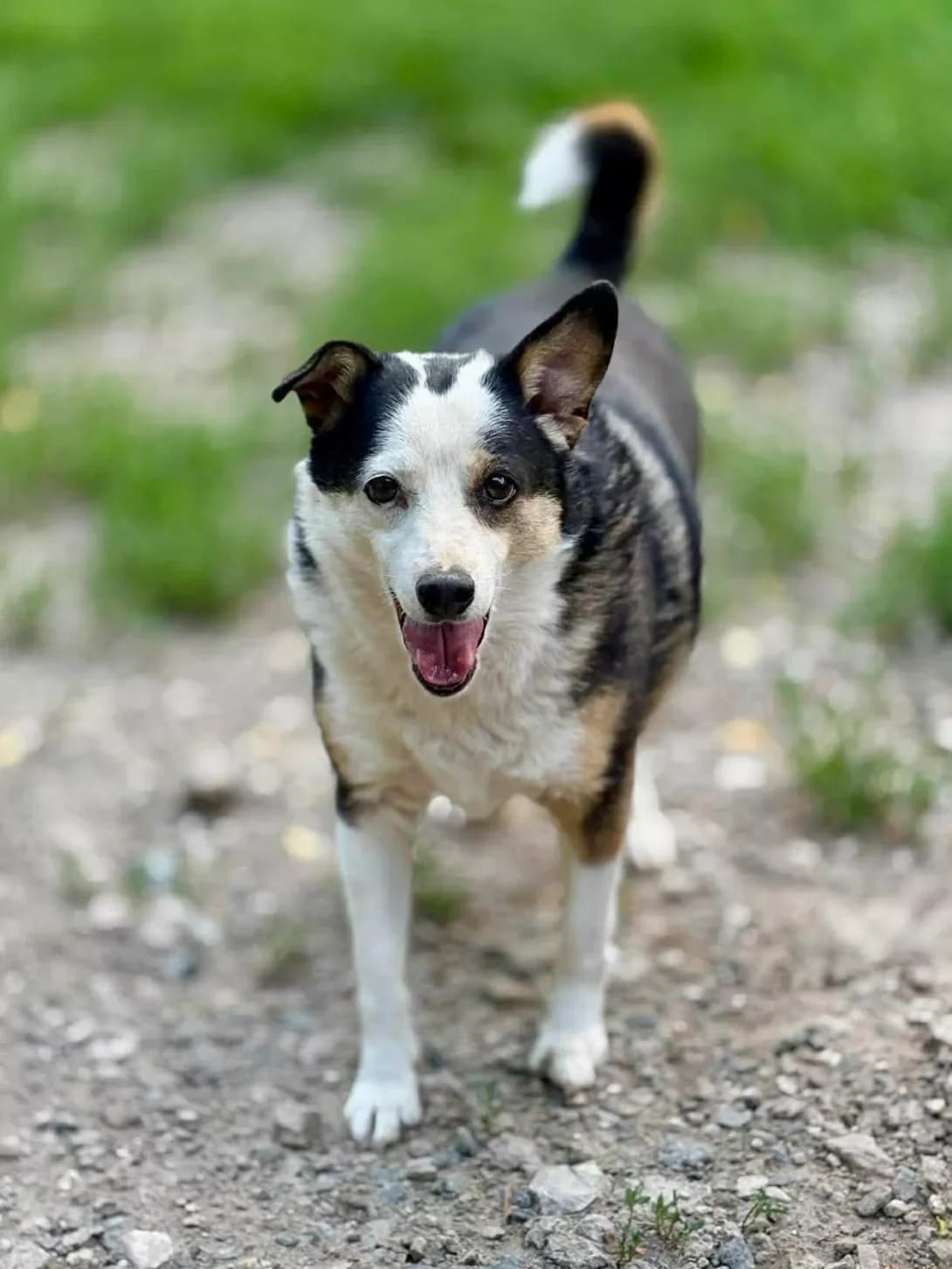 Ryabinka (Рябинка), female 7yo Mixed Breed for adoption at Happy Paw Dnipro