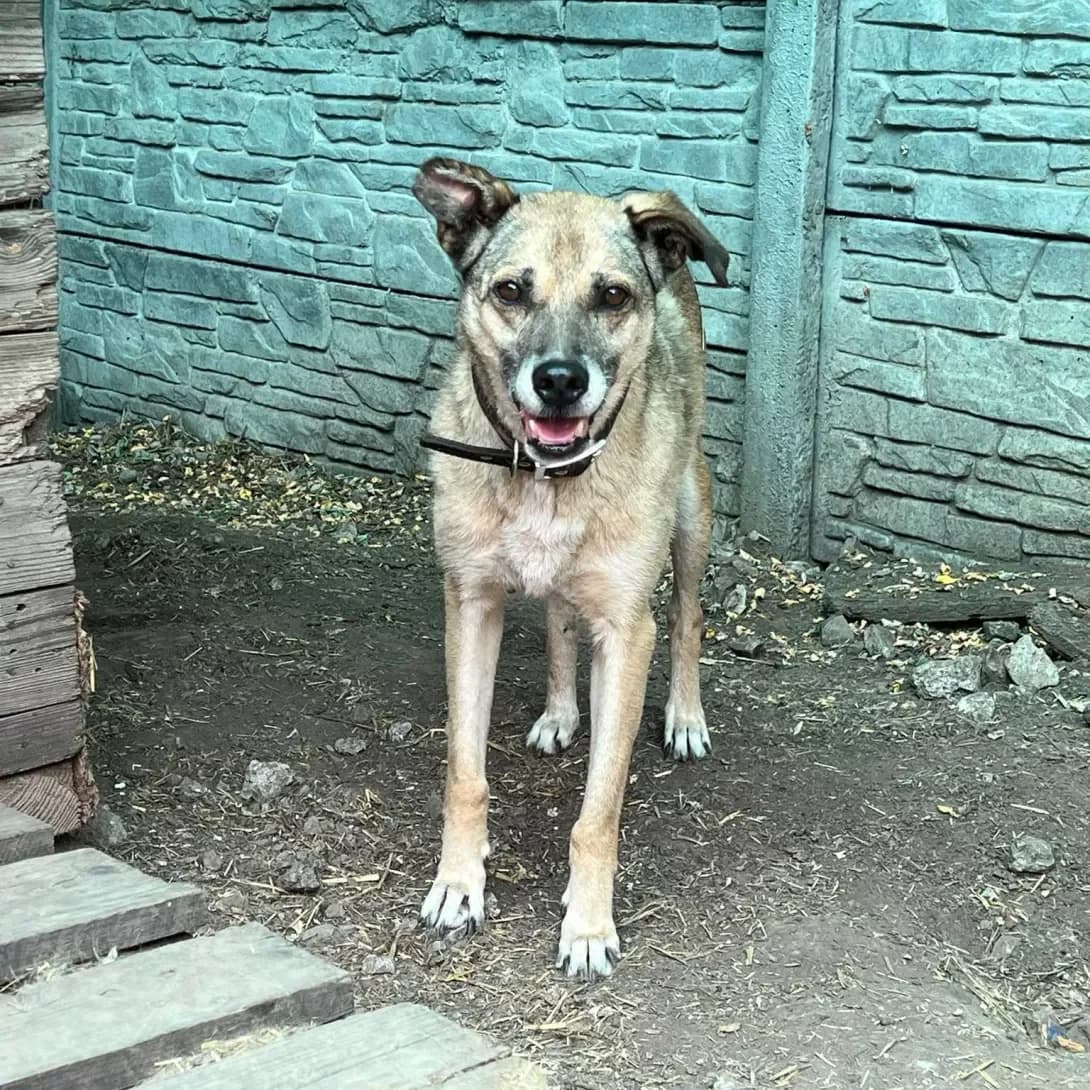 Layma (Лайма), female senior Mixed Breed for adoption at Happy Paw Dnipro