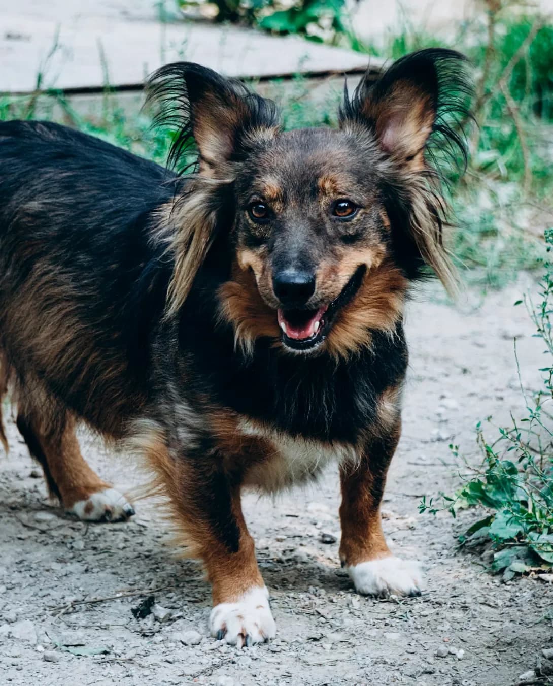 Vanda (Ванда), female 5yo Mixed Breed for adoption at Happy Paw Dnipro