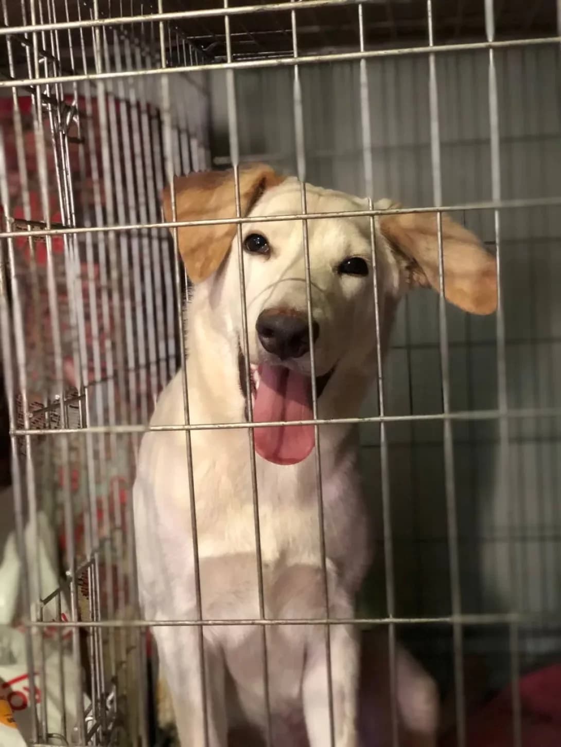 Busya (Буся), female puppy Mixed Breed for adoption at Happy Paw Dnipro