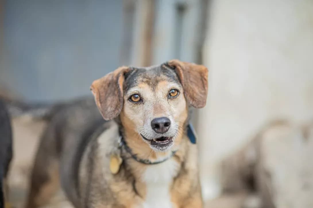 Chapa (Чапа), female 6yo Mixed Breed for adoption at Happy Paw Dnipro