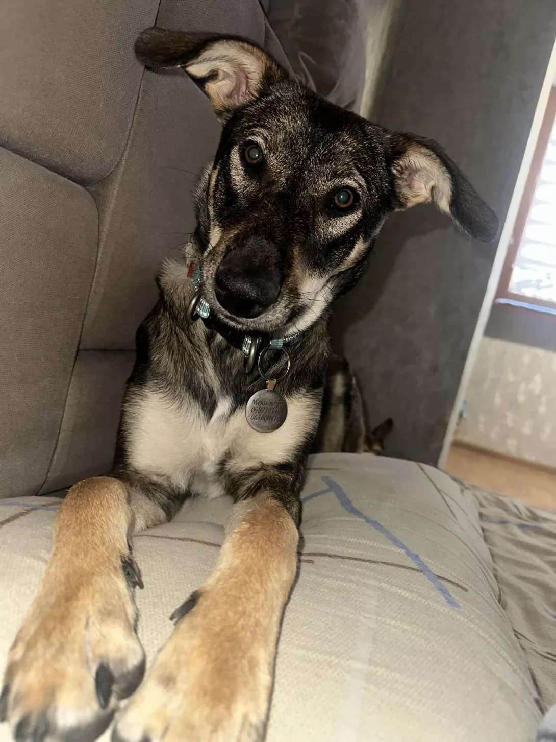 Cheyzi (Чейзі), female young Mixed Breed for adoption at Happy Paw Dnipro