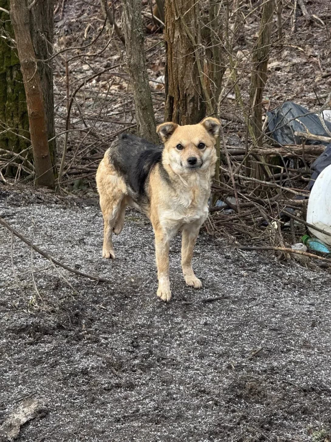 Mukha (Муха), female young Mixed Breed for adoption at Happy Paw Dnipro