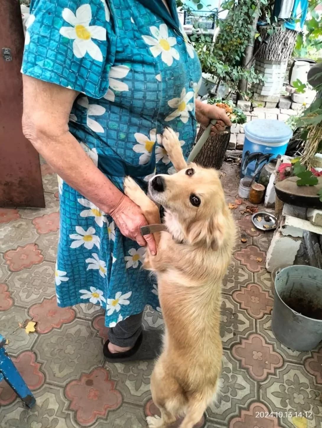 Berta (Берта), female 6yo Mixed Breed for adoption at Happy Paw Donetsk Oblast