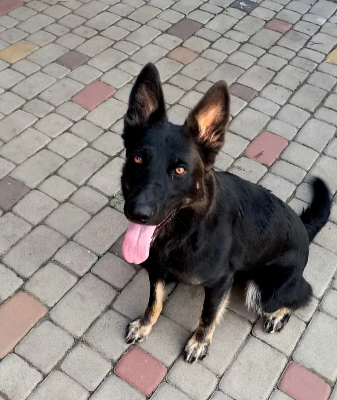 Dzhina (Джина), female 3yo Mixed Breed for adoption at Happy Paw Donetsk Oblast