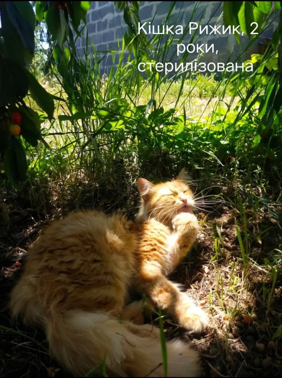 Rizhik (Рижик), female young Mixed Breed for adoption at Happy Paw Donetsk Oblast