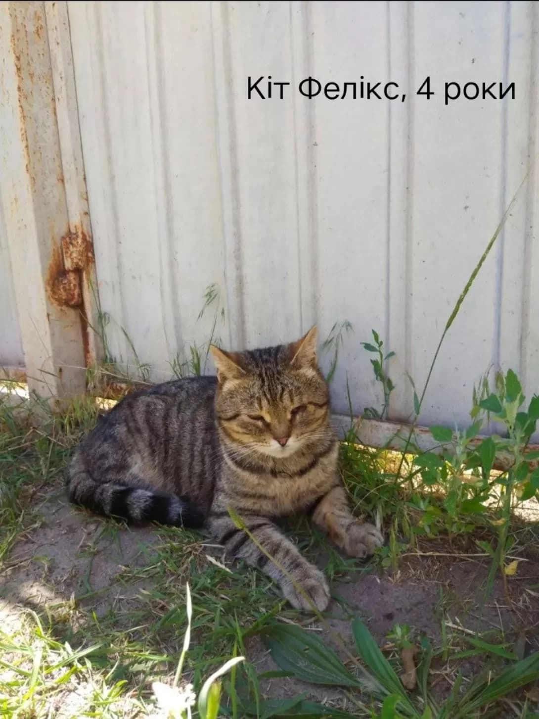 Feliks (Фелікс), male 4yo Mixed Breed for adoption at Happy Paw Donetsk Oblast