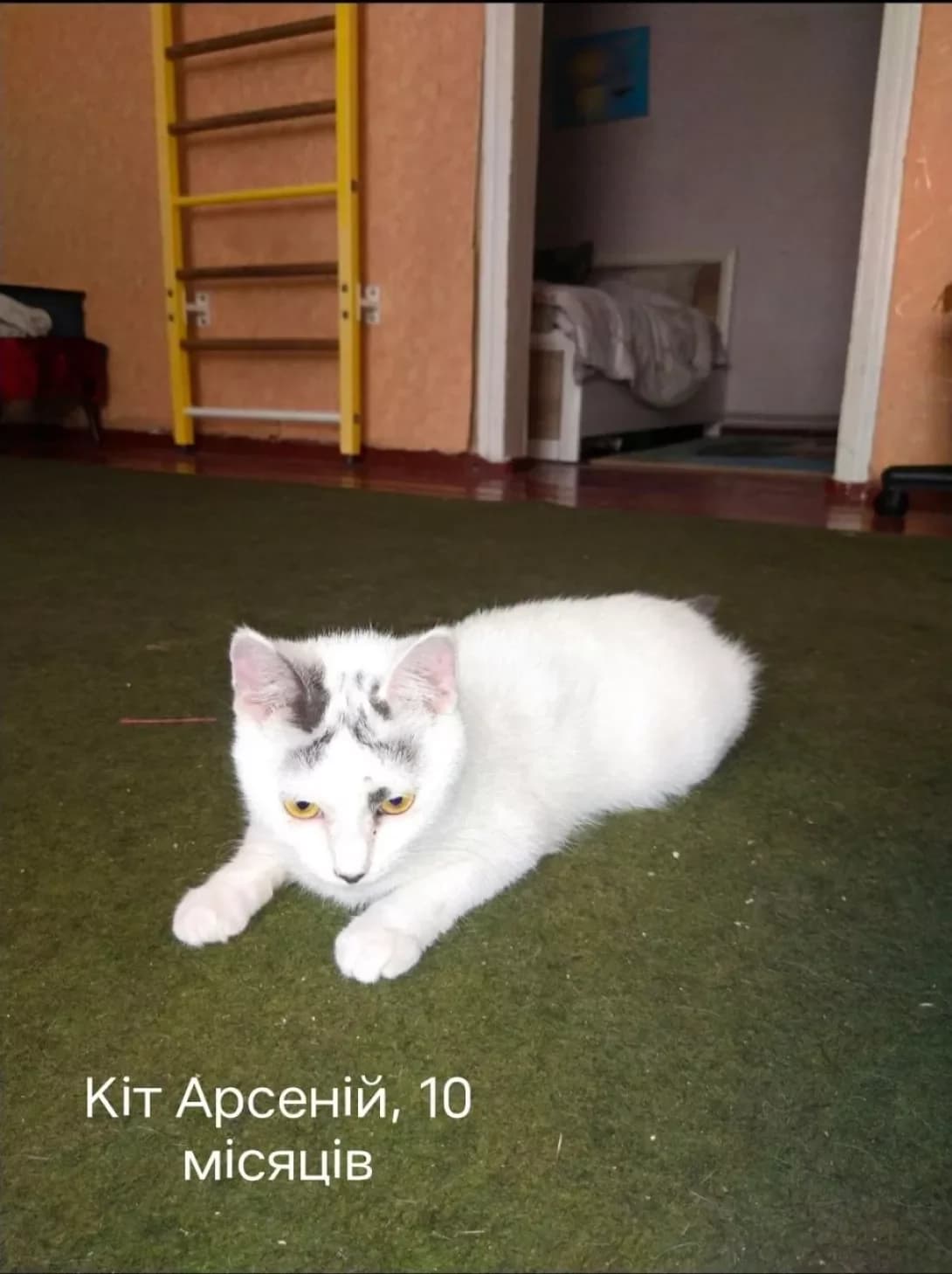Syenya (Сєня), male puppy Mixed Breed for adoption at Happy Paw Donetsk Oblast
