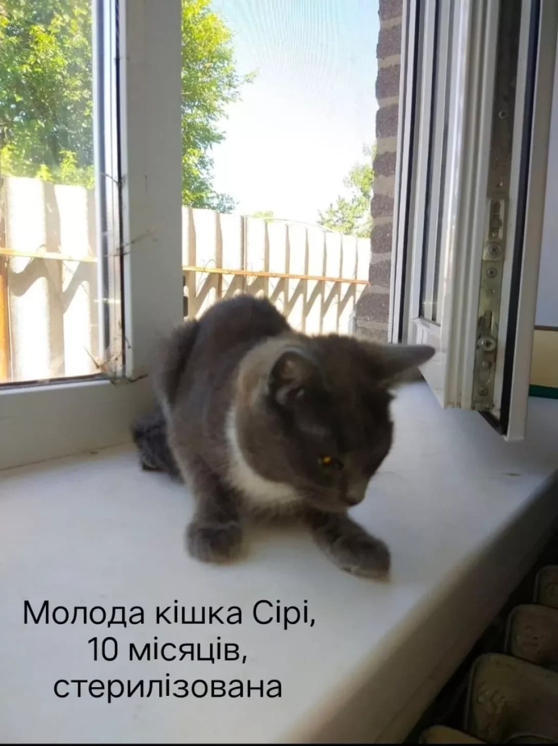 Siri (Сірі), female puppy Mixed Breed for adoption at Happy Paw Donetsk Oblast
