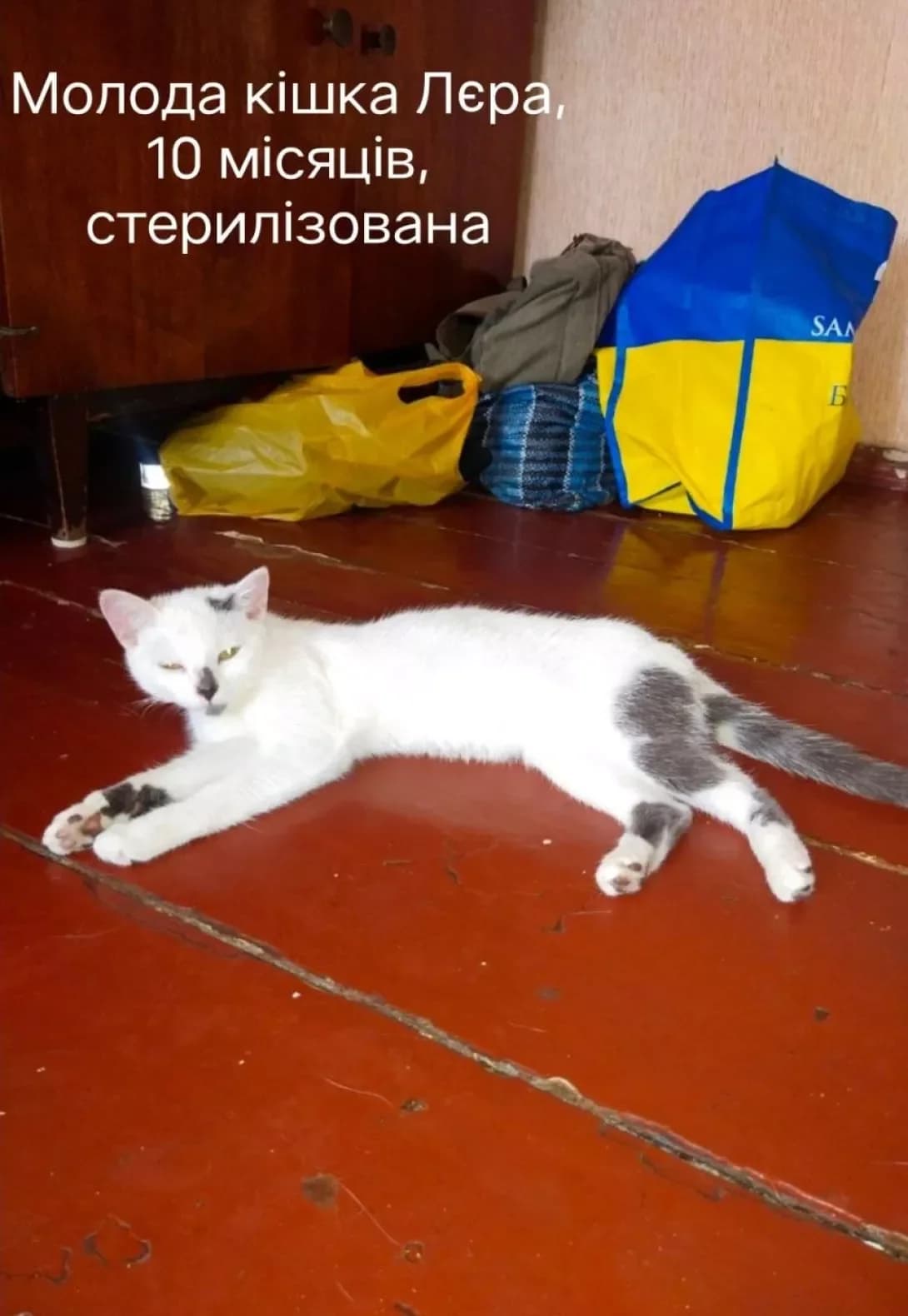 Lyera (Лєра), female puppy Mixed Breed for adoption at Happy Paw Donetsk Oblast