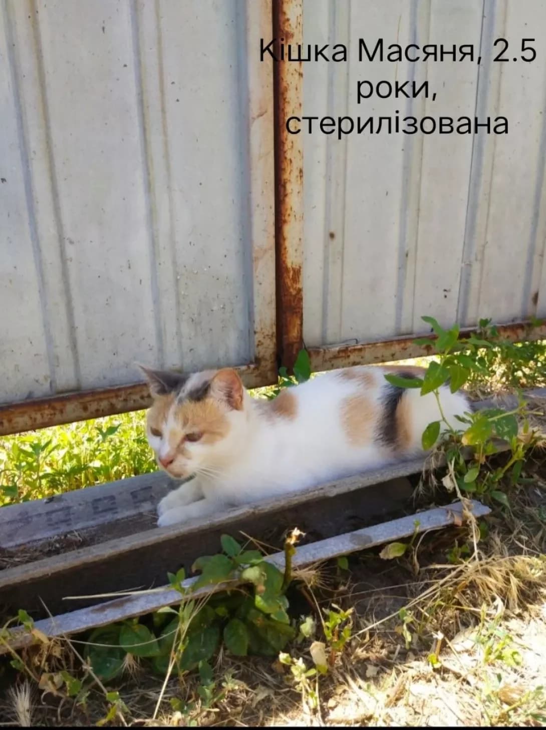Masyanya (Масяня), female young Mixed Breed for adoption at Happy Paw Donetsk Oblast