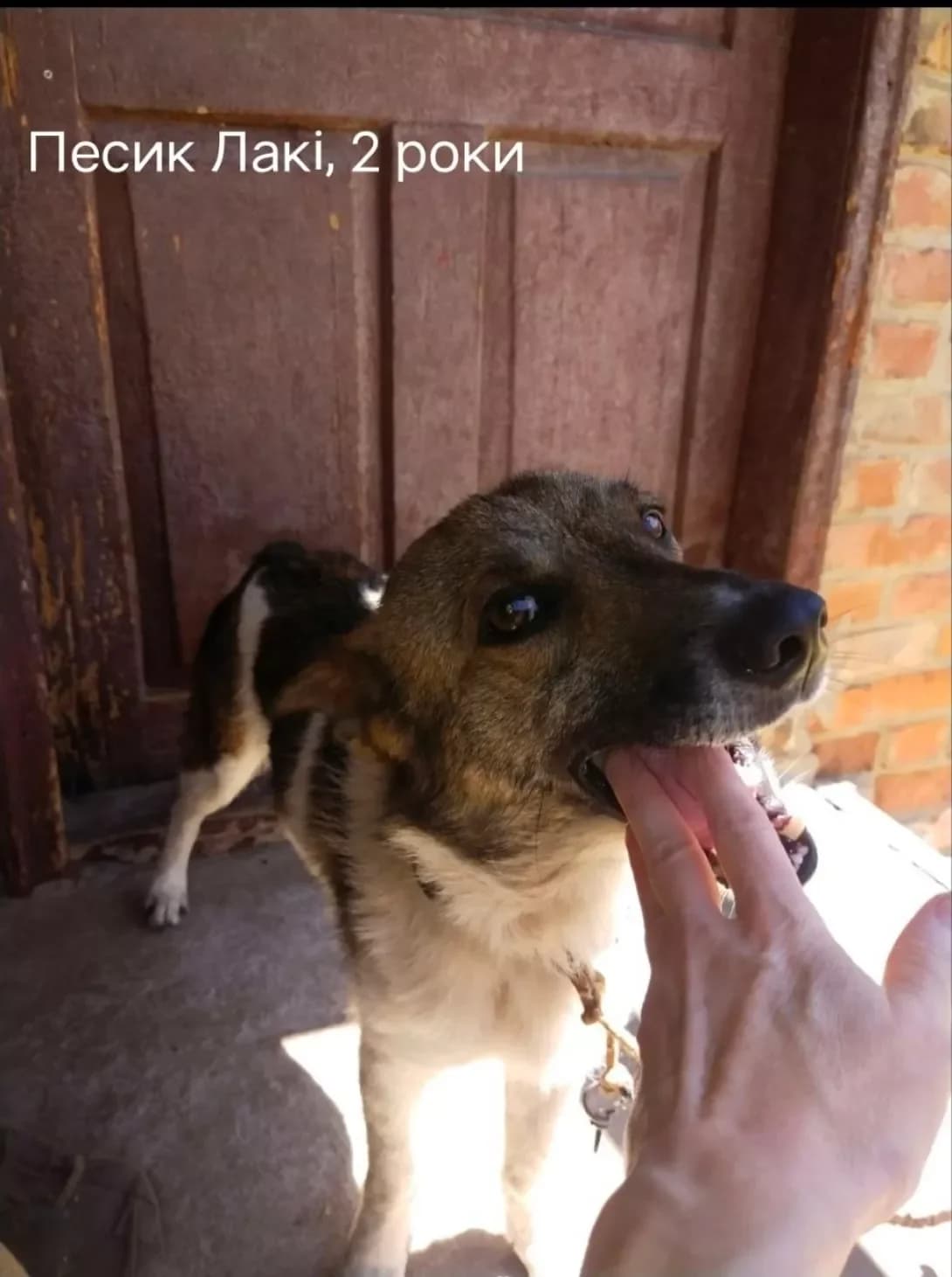 Laki (Лакі), male young Mixed Breed for adoption at Happy Paw Donetsk Oblast