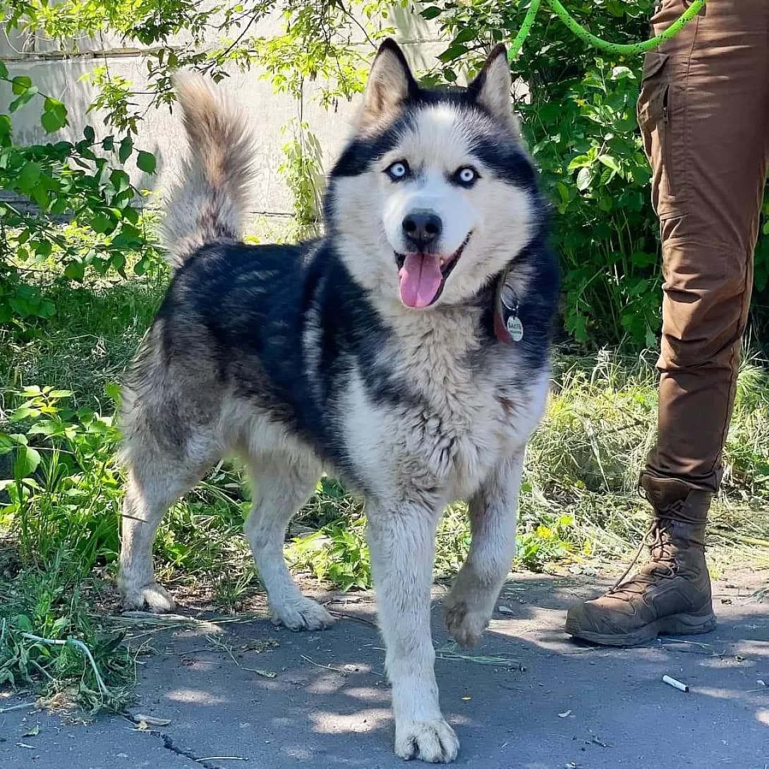 Balto (Балто), male 7yo Mixed Breed for adoption at Happy Paw Kharkiv
