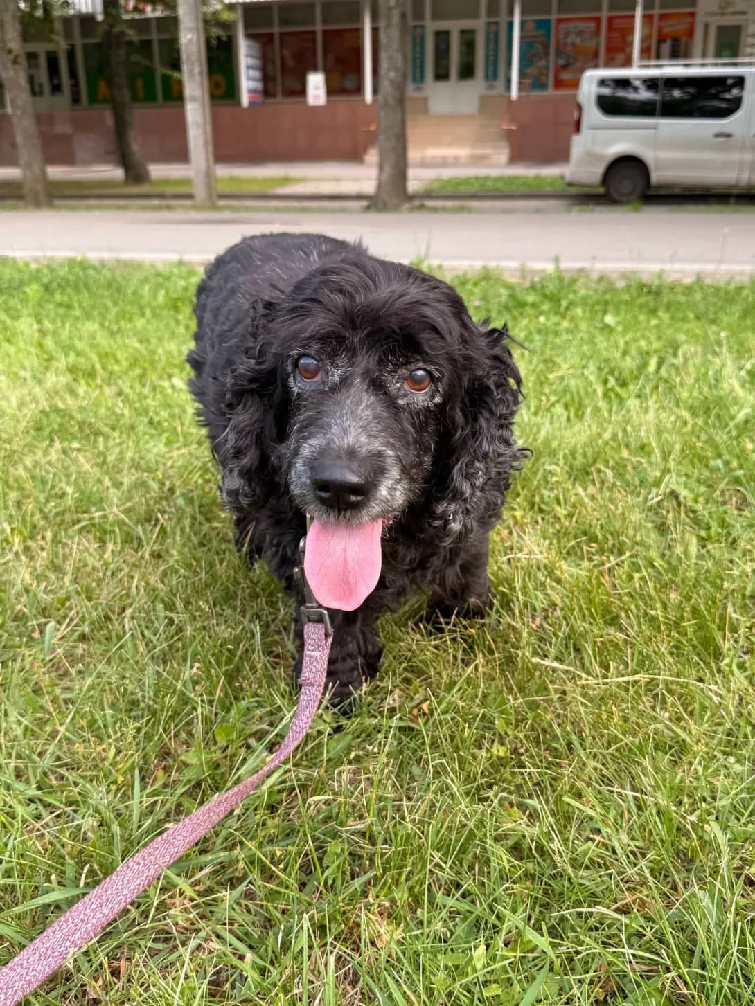 Aza (Аза), female senior Mixed Breed for adoption at Happy Paw Kharkiv