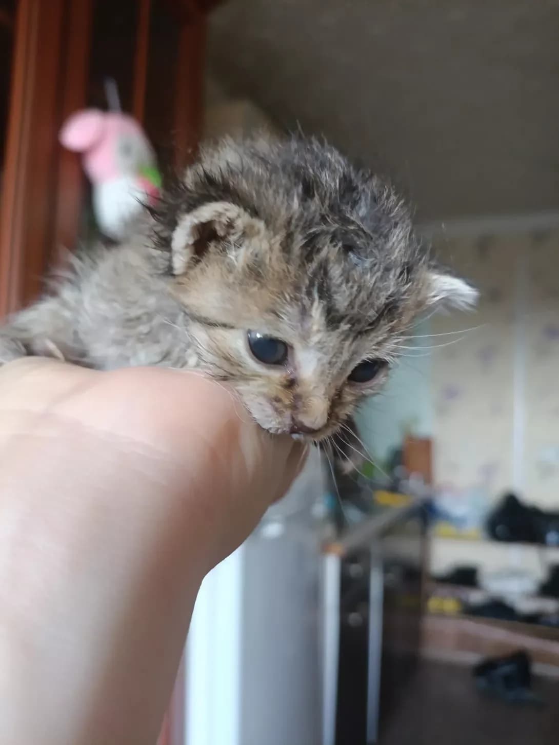 Tigrulya (Тигруля), female Mixed Breed for adoption at Happy Paw Kharkiv