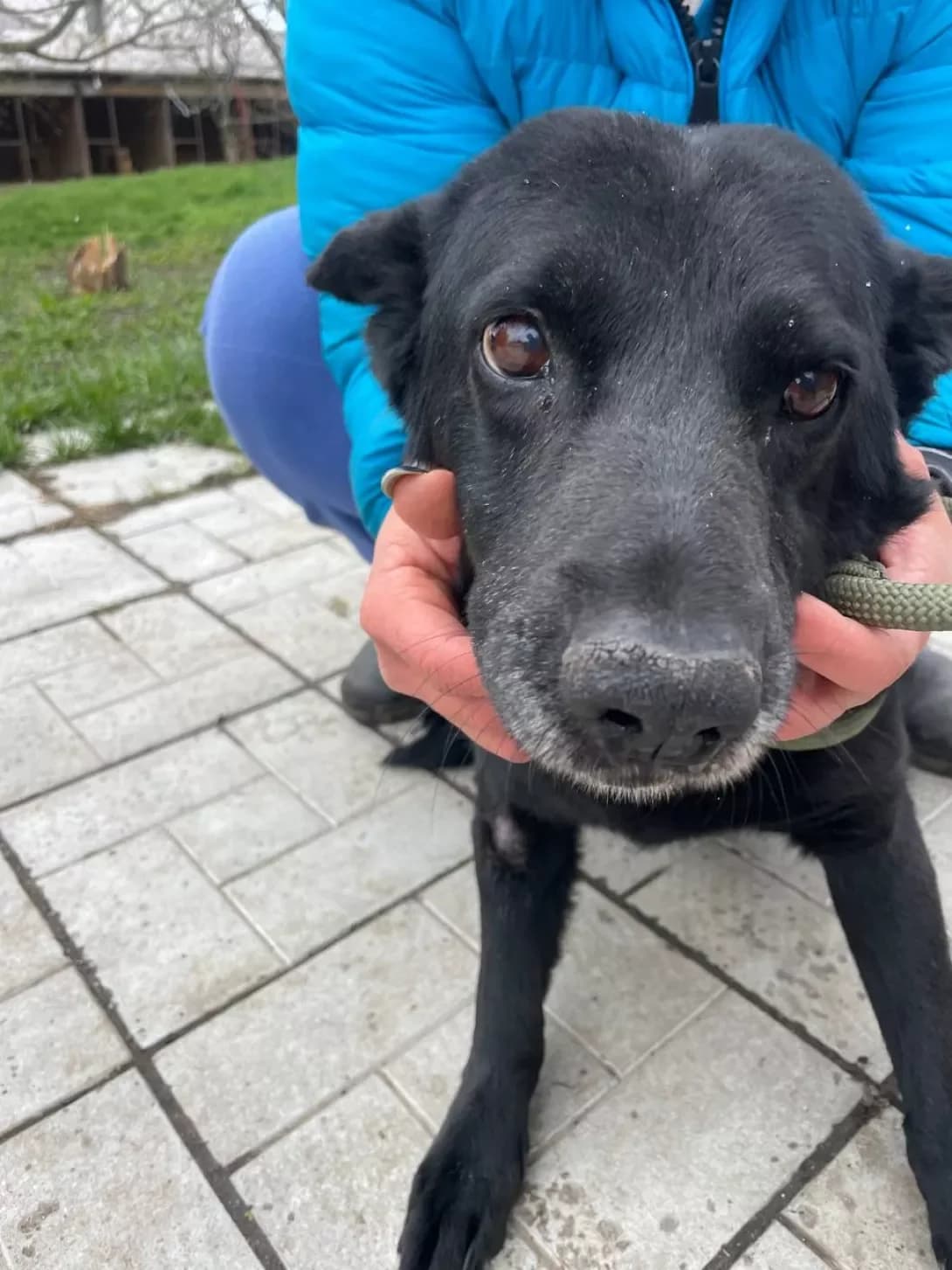 Klyaks (Клякс), male senior Mixed Breed for adoption at Happy Paw Kharkiv