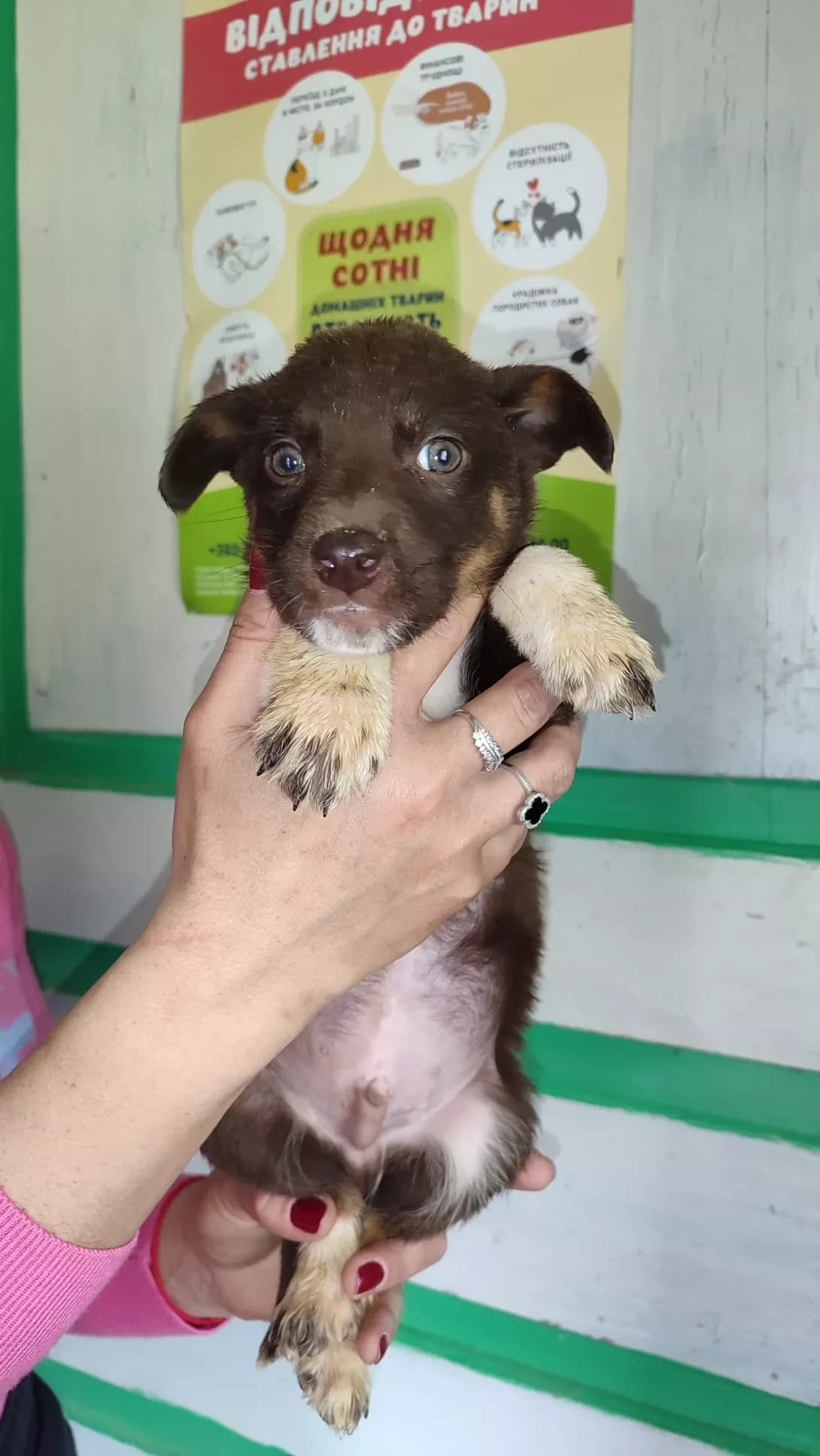 Pershiy (Перший), male puppy Mixed Breed for adoption at Happy Paw Kirovohrad