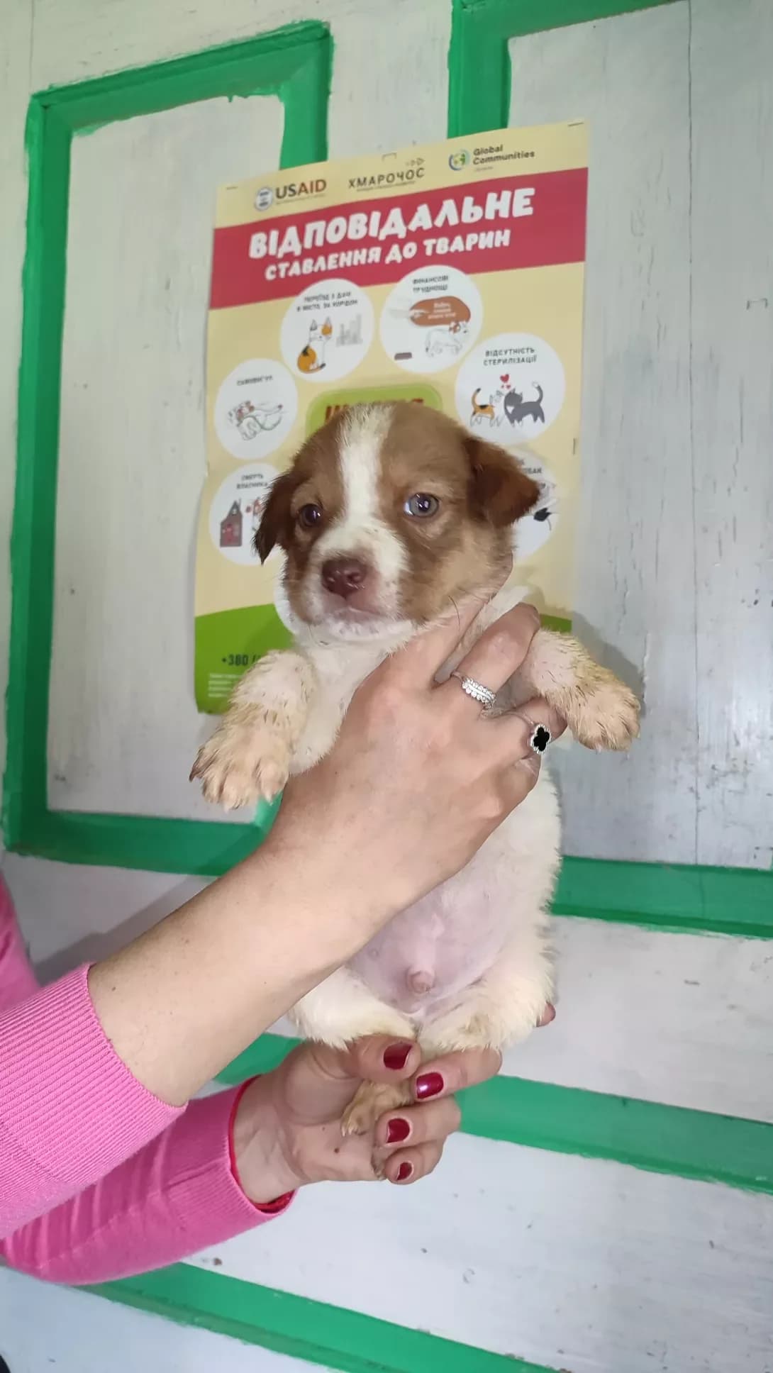 Drugiy (Другий), male puppy Mixed Breed for adoption at Happy Paw Kirovohrad