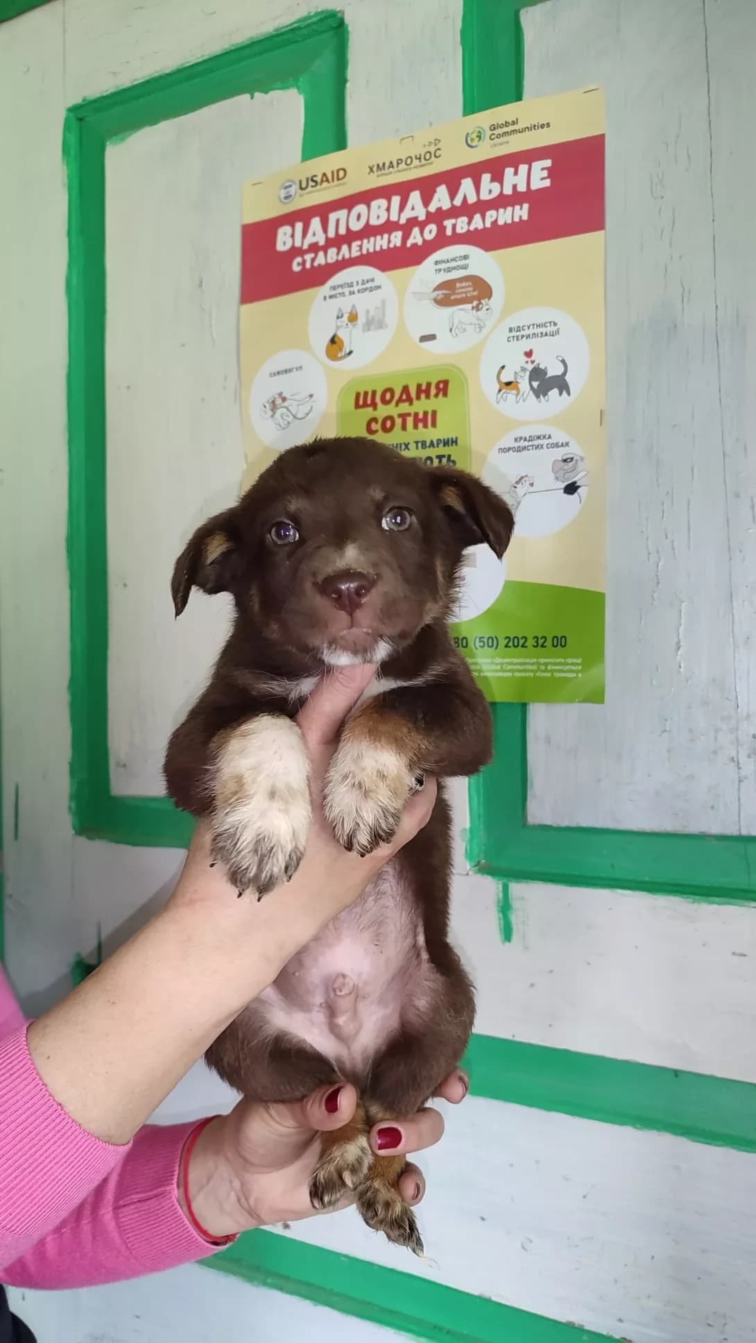 Kubik (Кубік), male puppy Mixed Breed for adoption at Happy Paw Kirovohrad