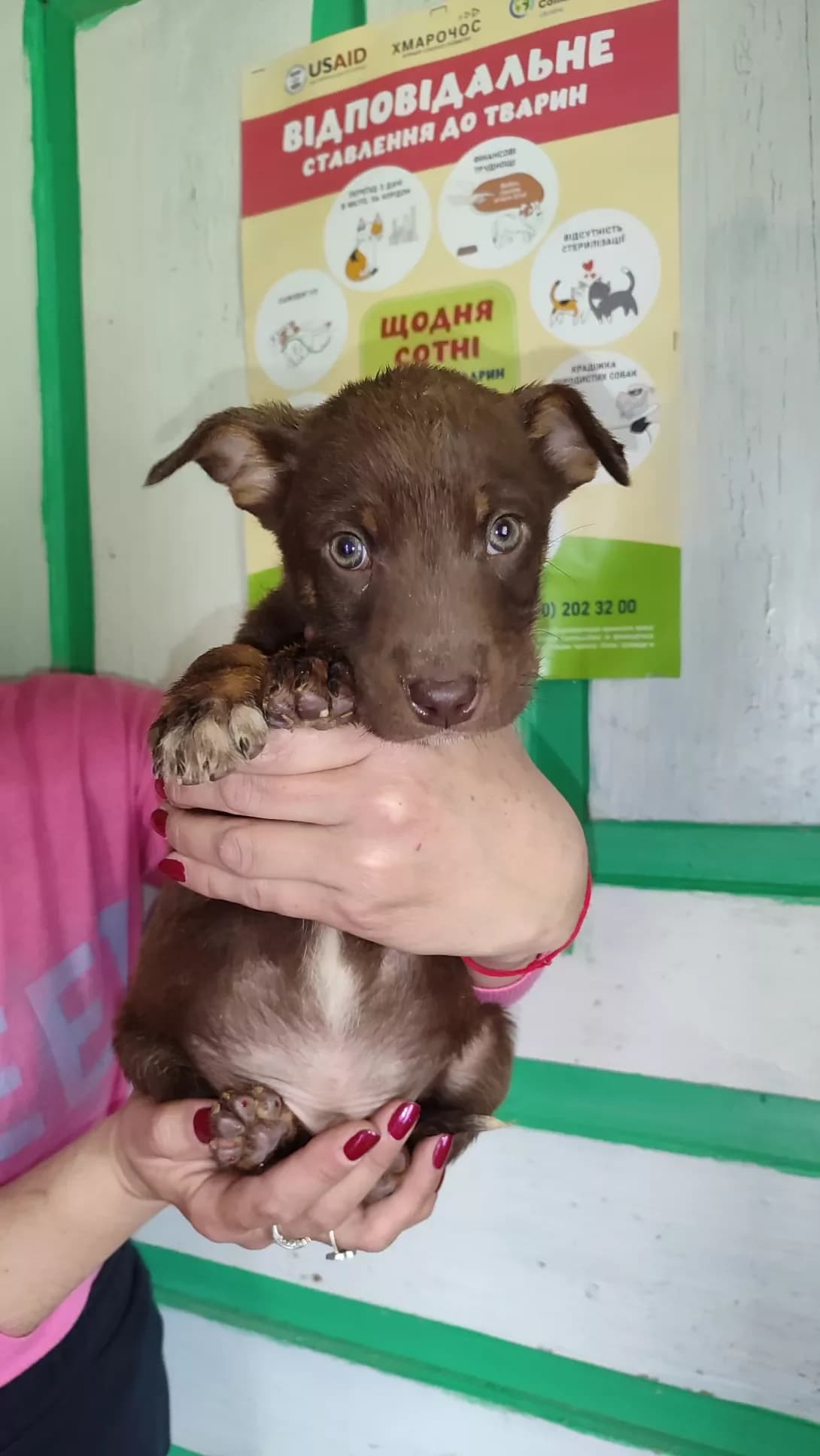 Bonya (Боня), female puppy Mixed Breed for adoption at Happy Paw Kirovohrad