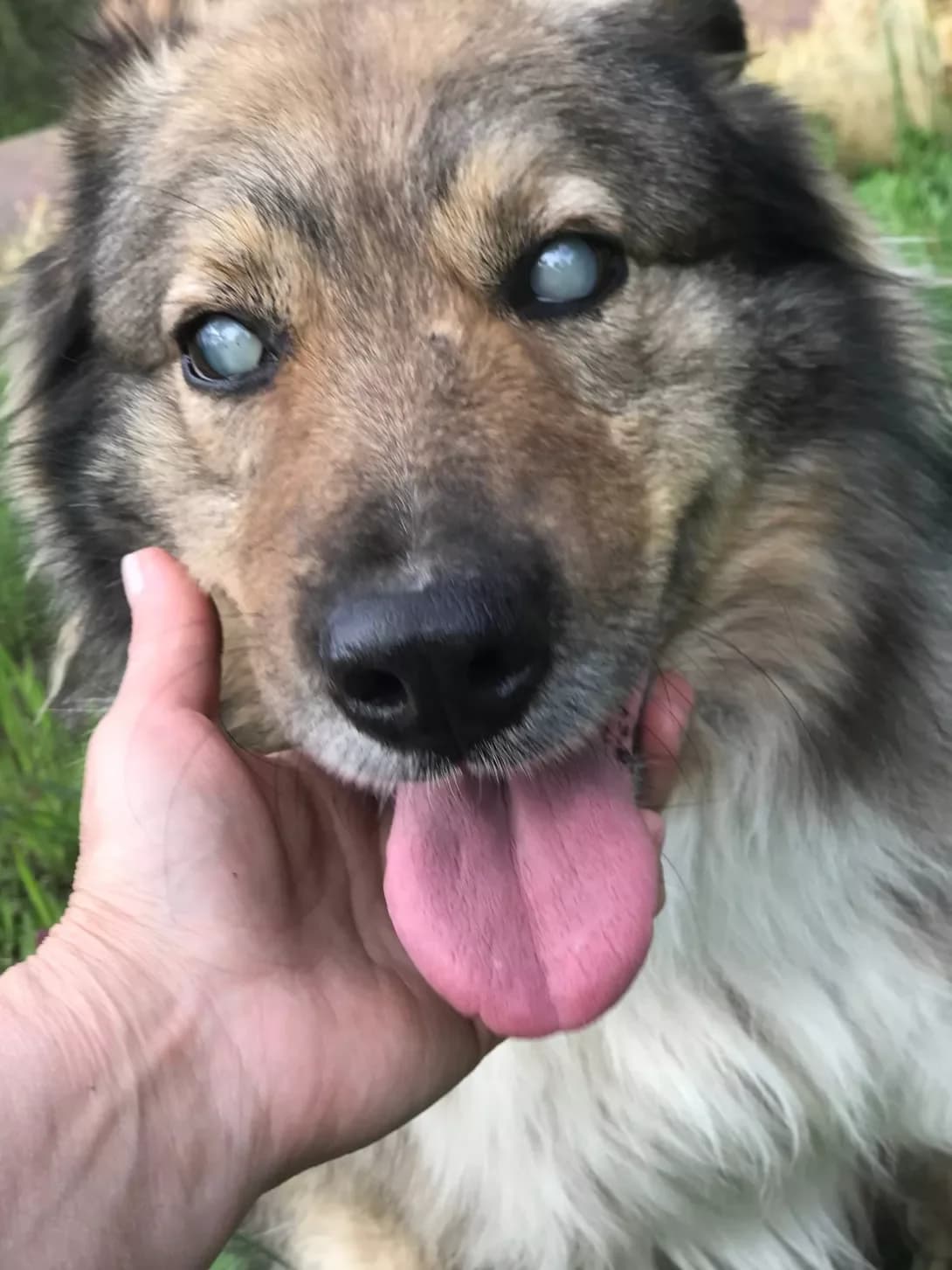 Bingo (Бінго), Mixed Breed (Happy Paw Kirovohrad)