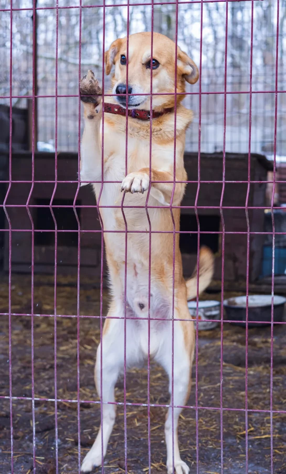 Larri (Ларрі), male 5yo Mixed Breed for adoption at Happy Paw Kirovohrad