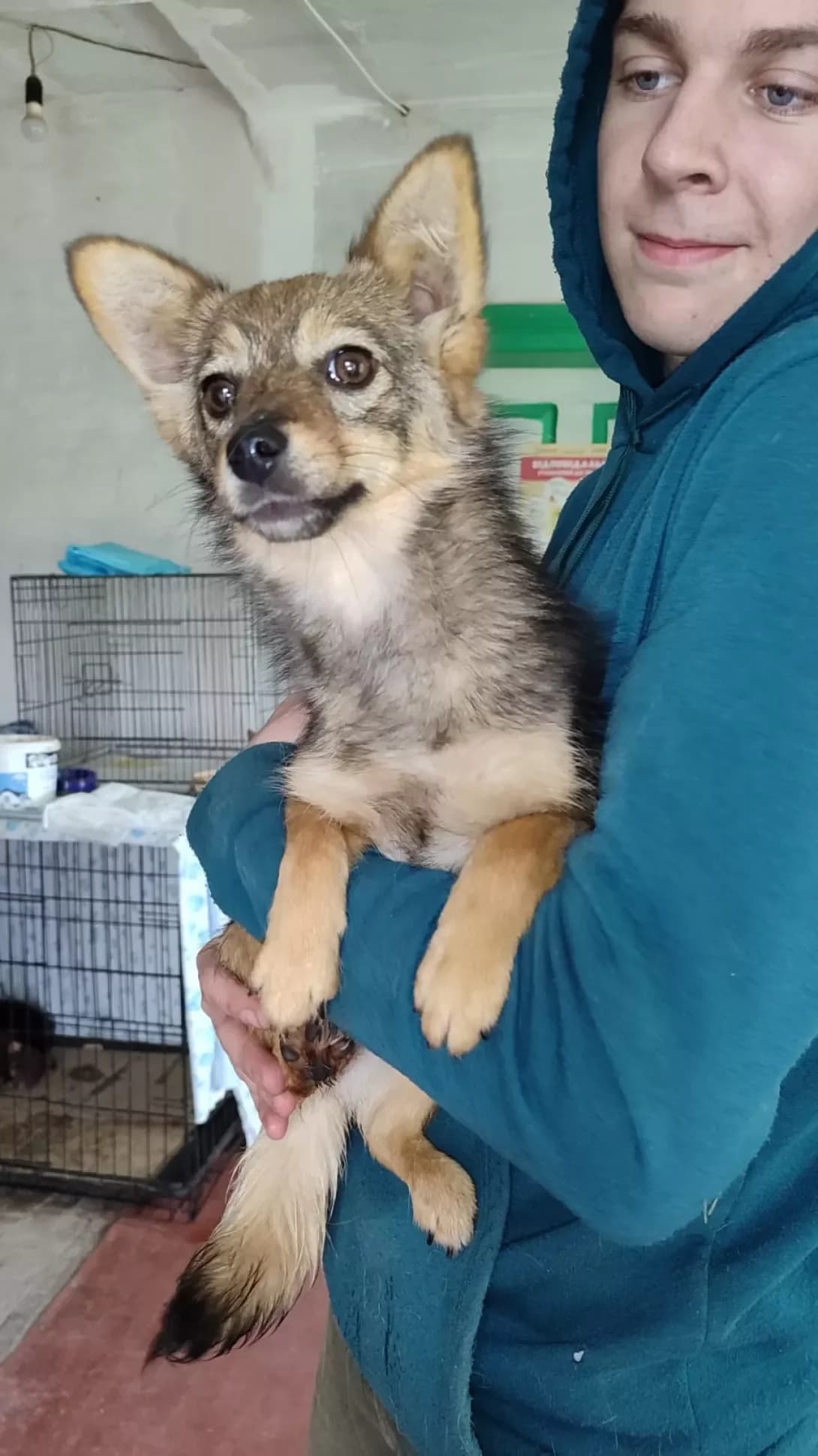 Alisa (Аліса), female puppy Mixed Breed for adoption at Happy Paw Kirovohrad