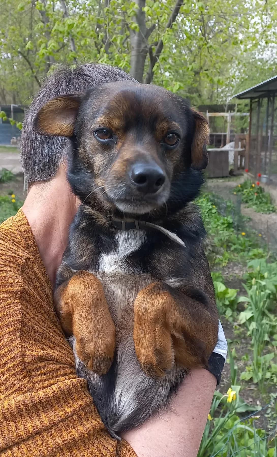 Zorik (Зорік), male 6yo Mixed Breed for adoption at Happy Paw Kirovohrad