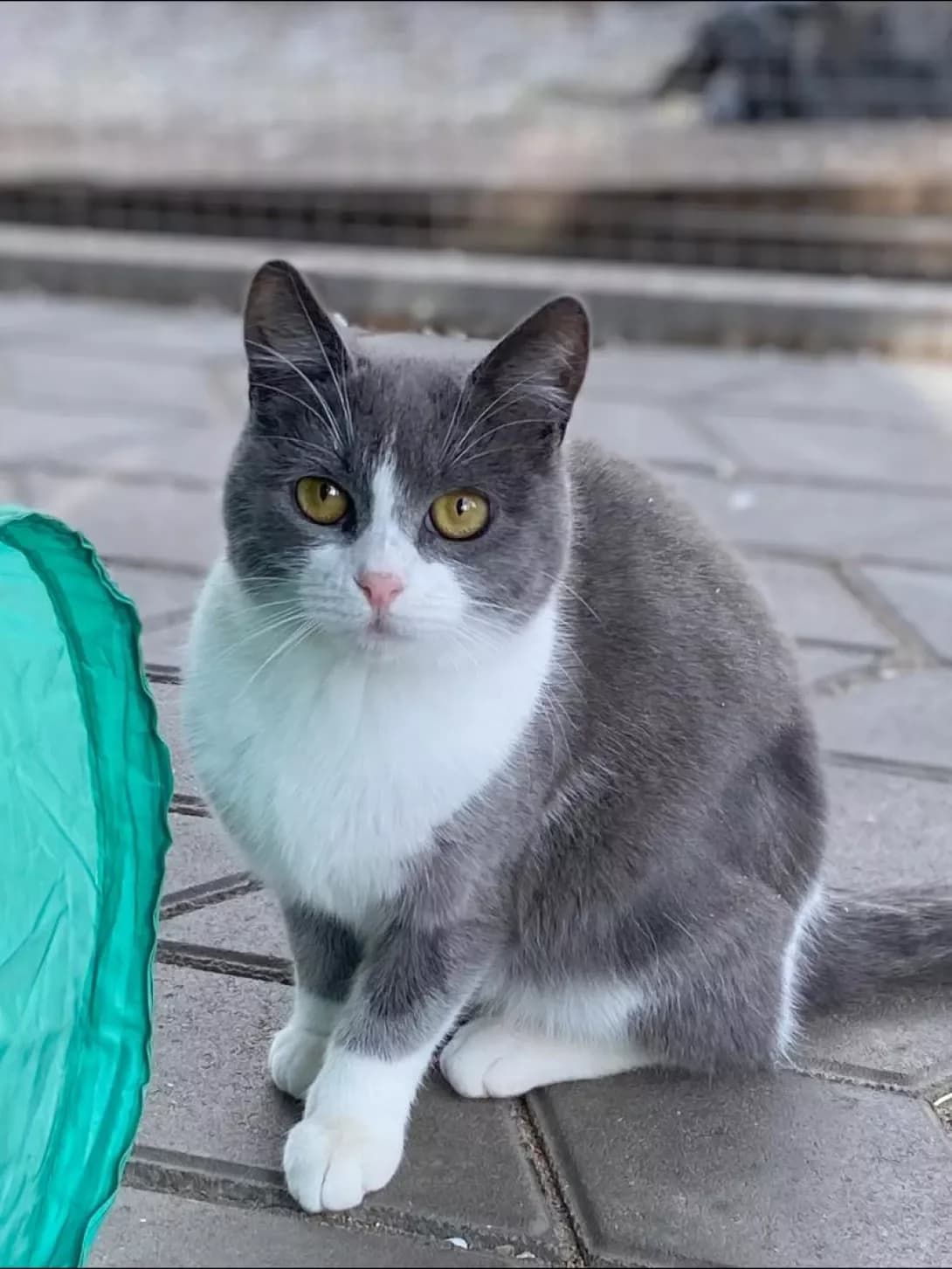 Greysi (Грейсі), female young Mixed Breed for adoption at Happy Paw Kirovohrad