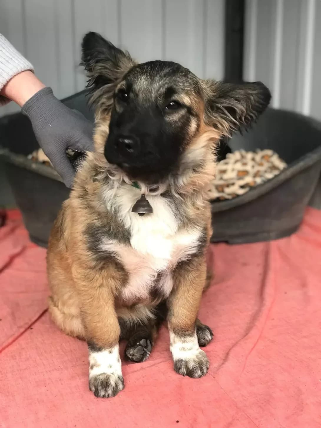 Dzvinok (Дзвінок), female puppy Mixed Breed for adoption at Happy Paw Kirovohrad