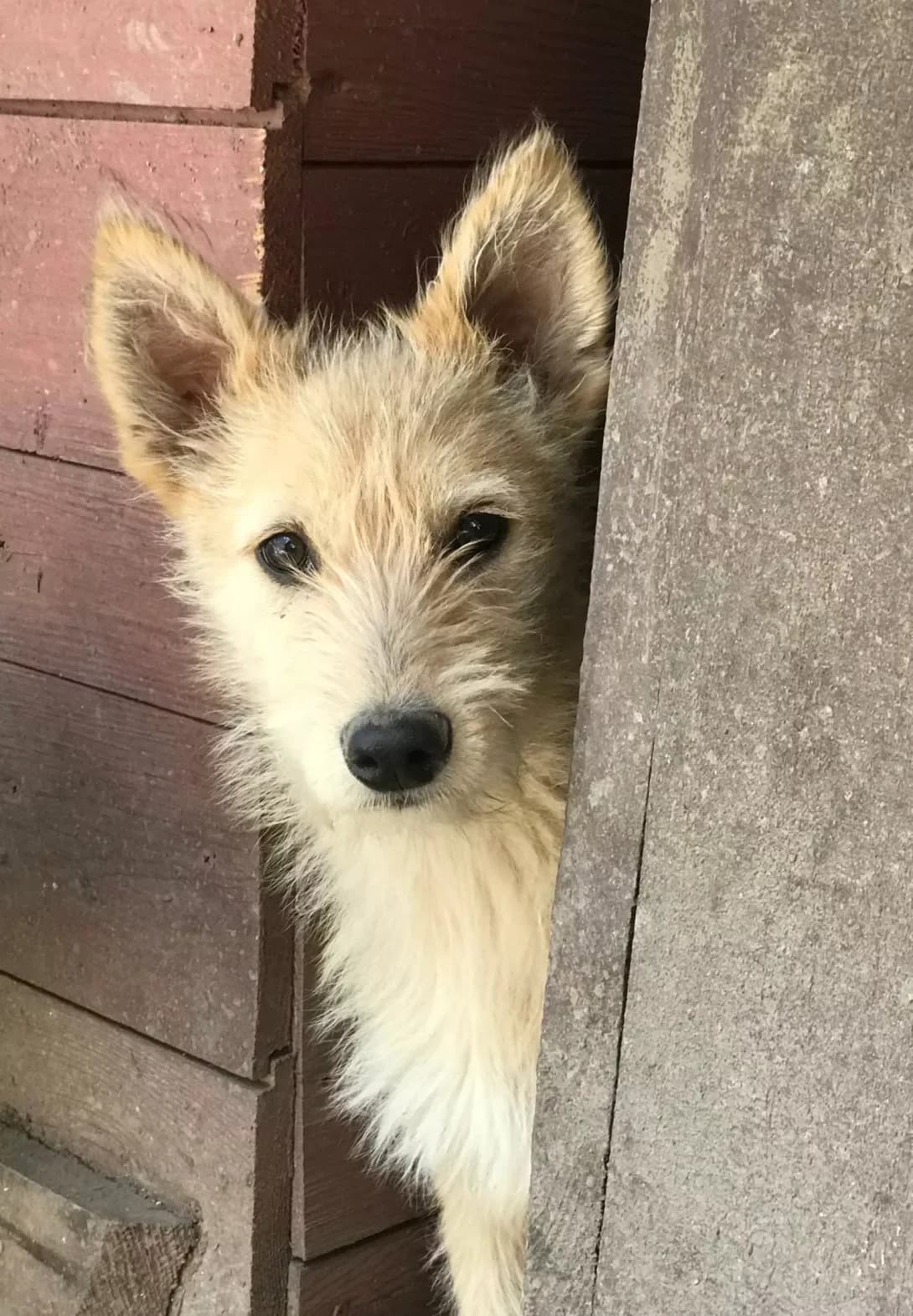 Alya (Аля), female puppy Mixed Breed for adoption at Happy Paw Kirovohrad