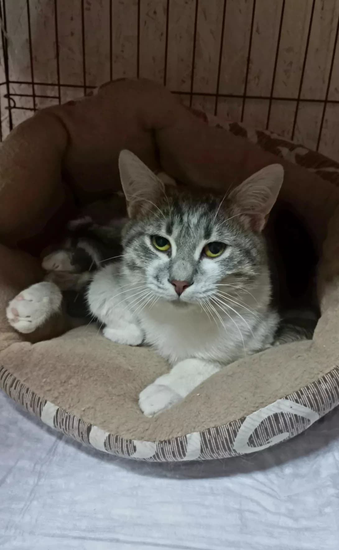 Keks (Кекс), Mixed Breed (Happy Paw Kirovohrad)
