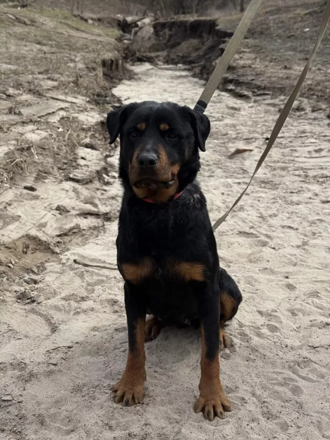 Bonni (Бонні), Mixed Breed (Happy Paw Kirovohrad)