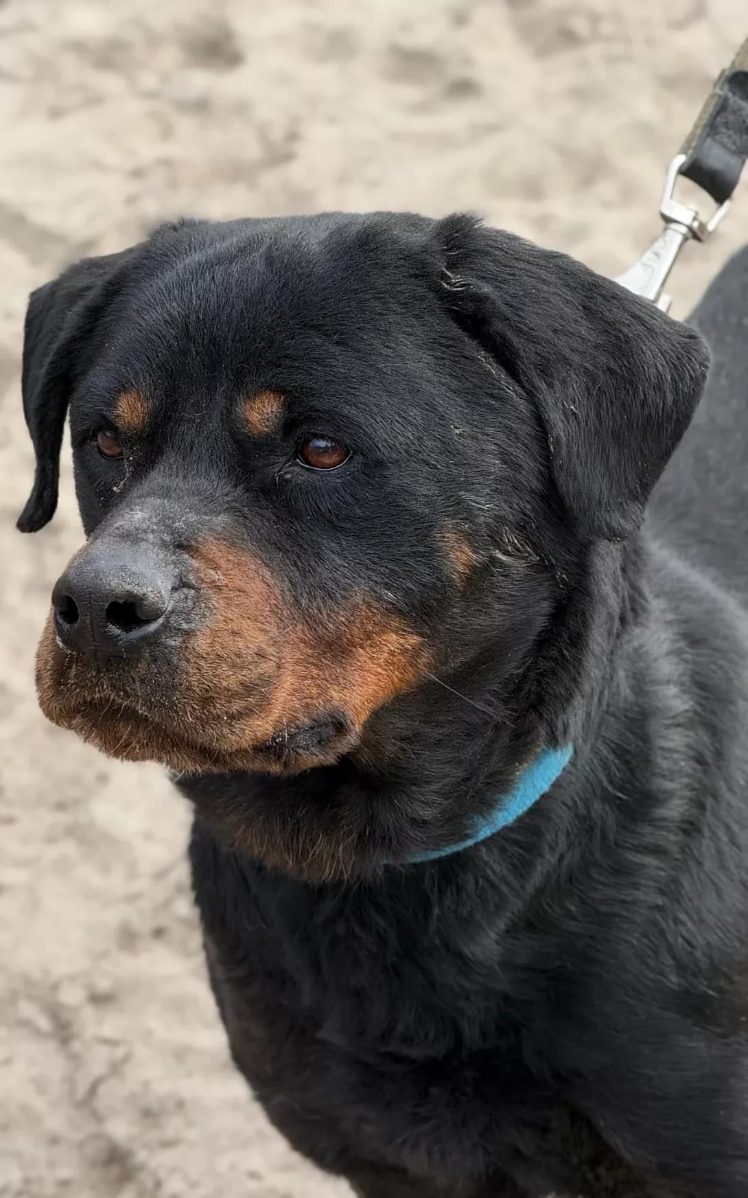 Klayd (Клайд), Mixed Breed (Happy Paw Kirovohrad)