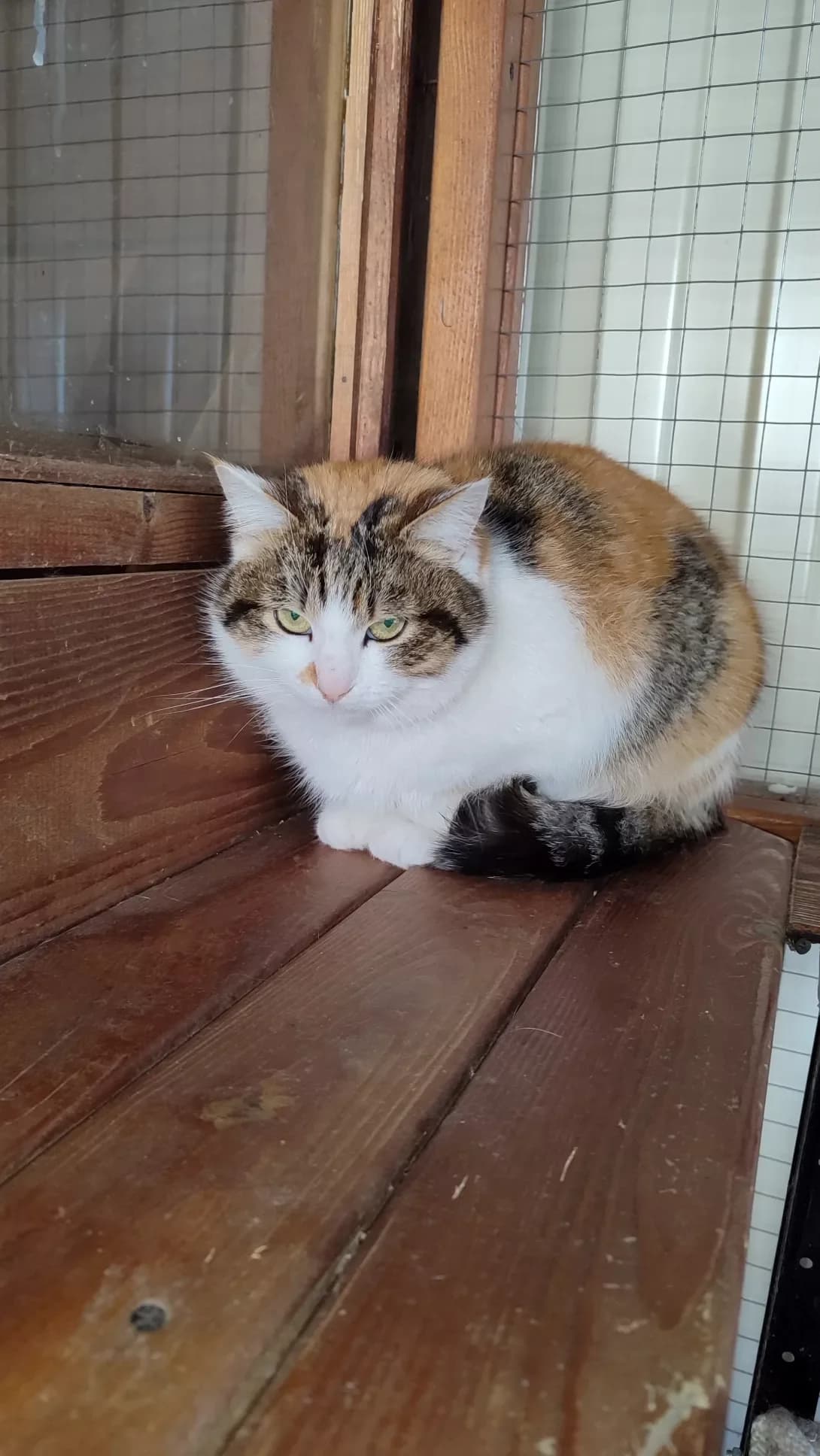 Murka (Мурка), Mixed Breed (Happy Paw Kirovohrad)