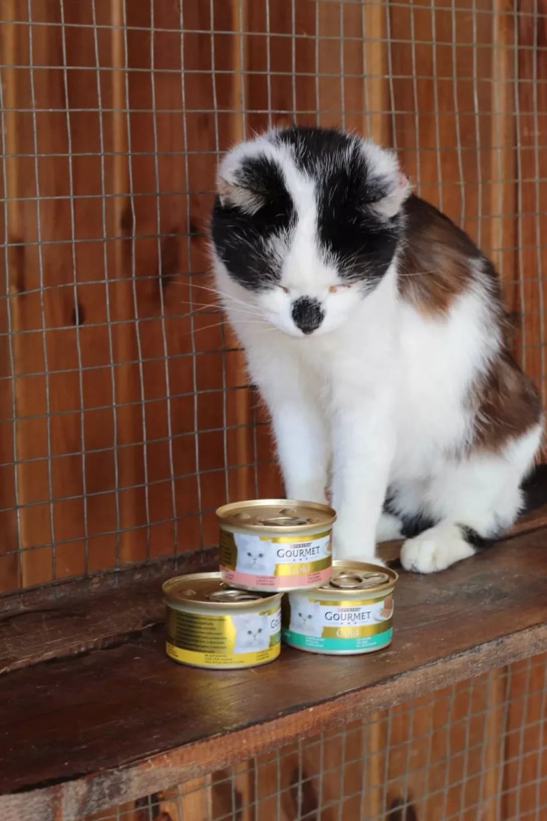 Potap (Потап), Mixed Breed (Happy Paw Kirovohrad)