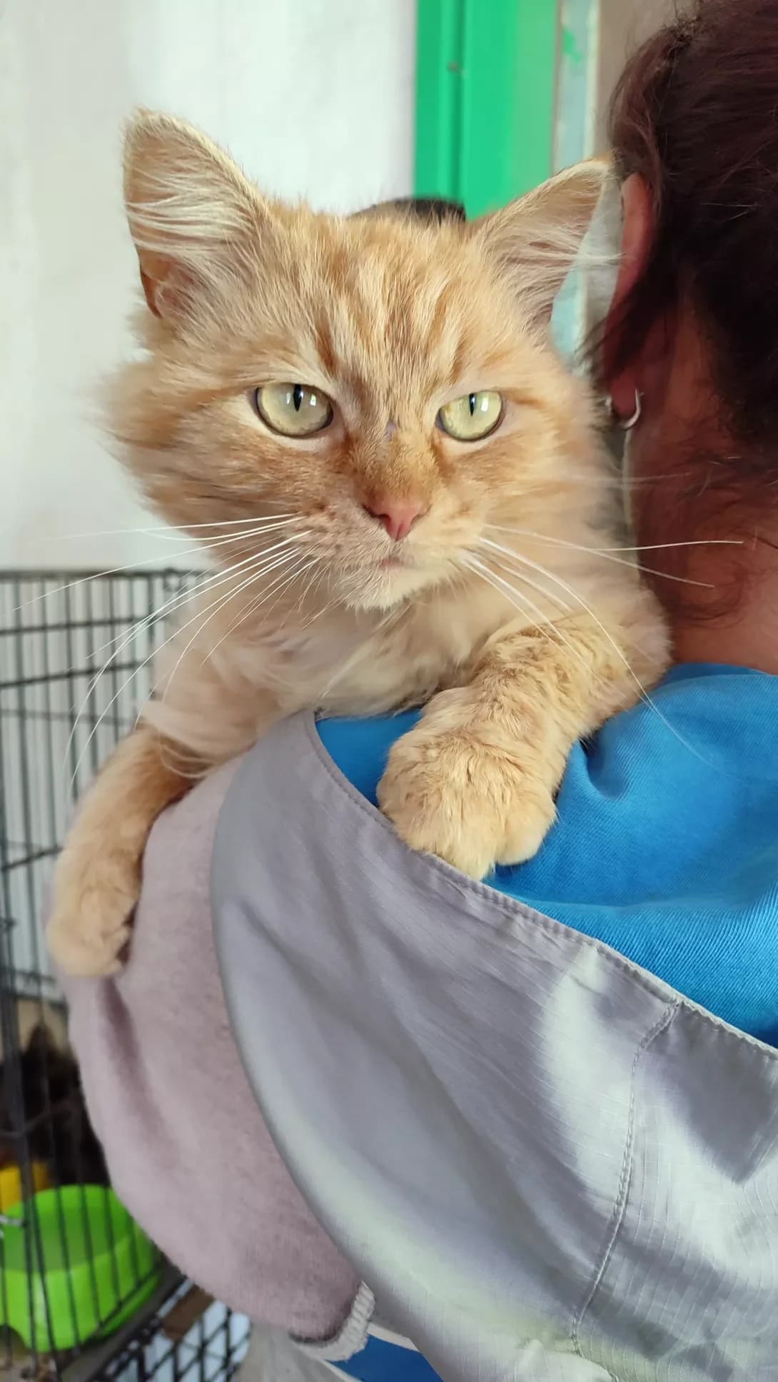 Rudik (Рудик), Mixed Breed (Happy Paw Kirovohrad)