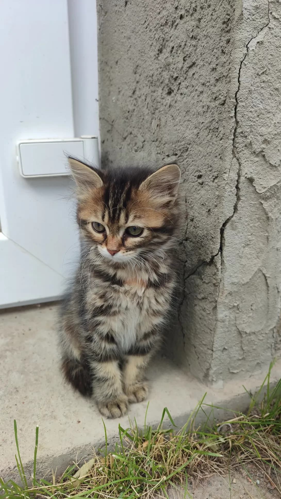 Businka (Бусінка), Mixed Breed (Happy Paw Kirovohrad)