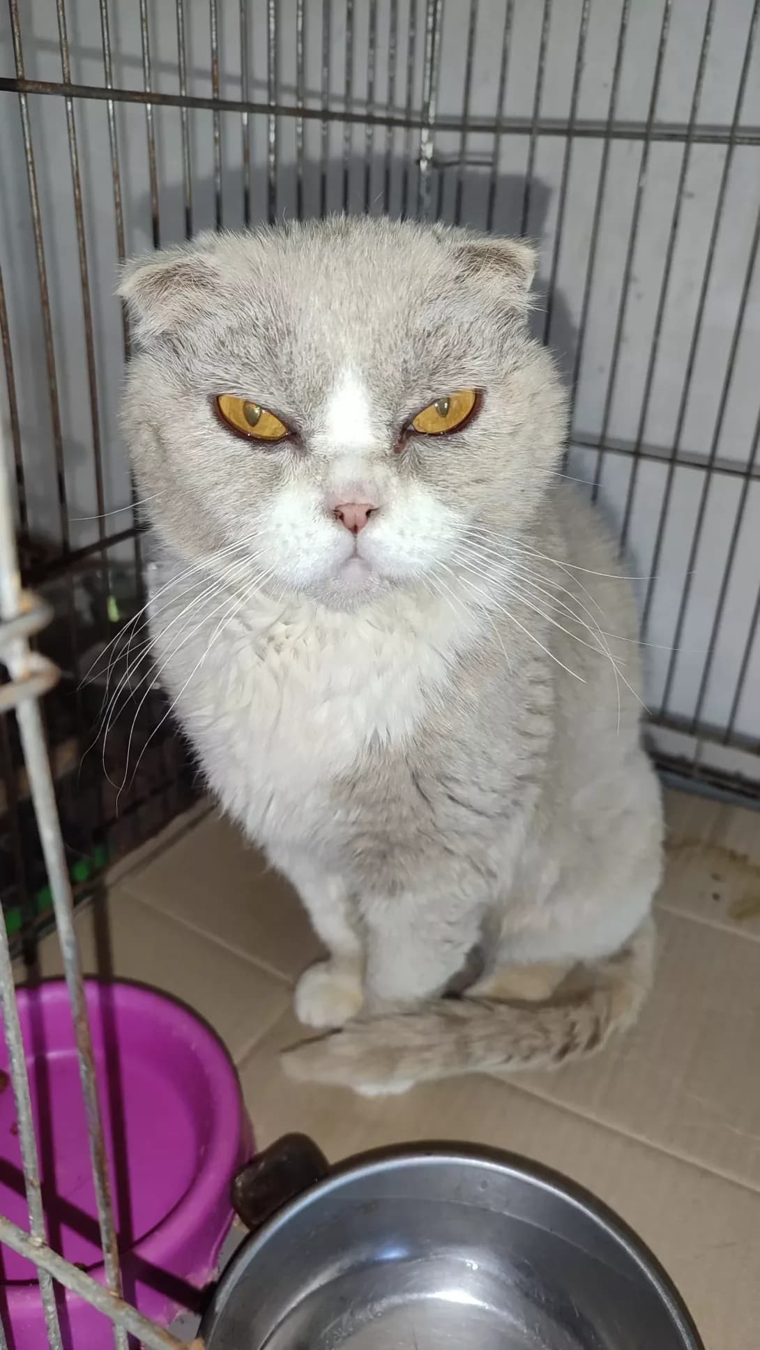 Zhasmin (Жасмин), Mixed Breed (Happy Paw Kirovohrad)