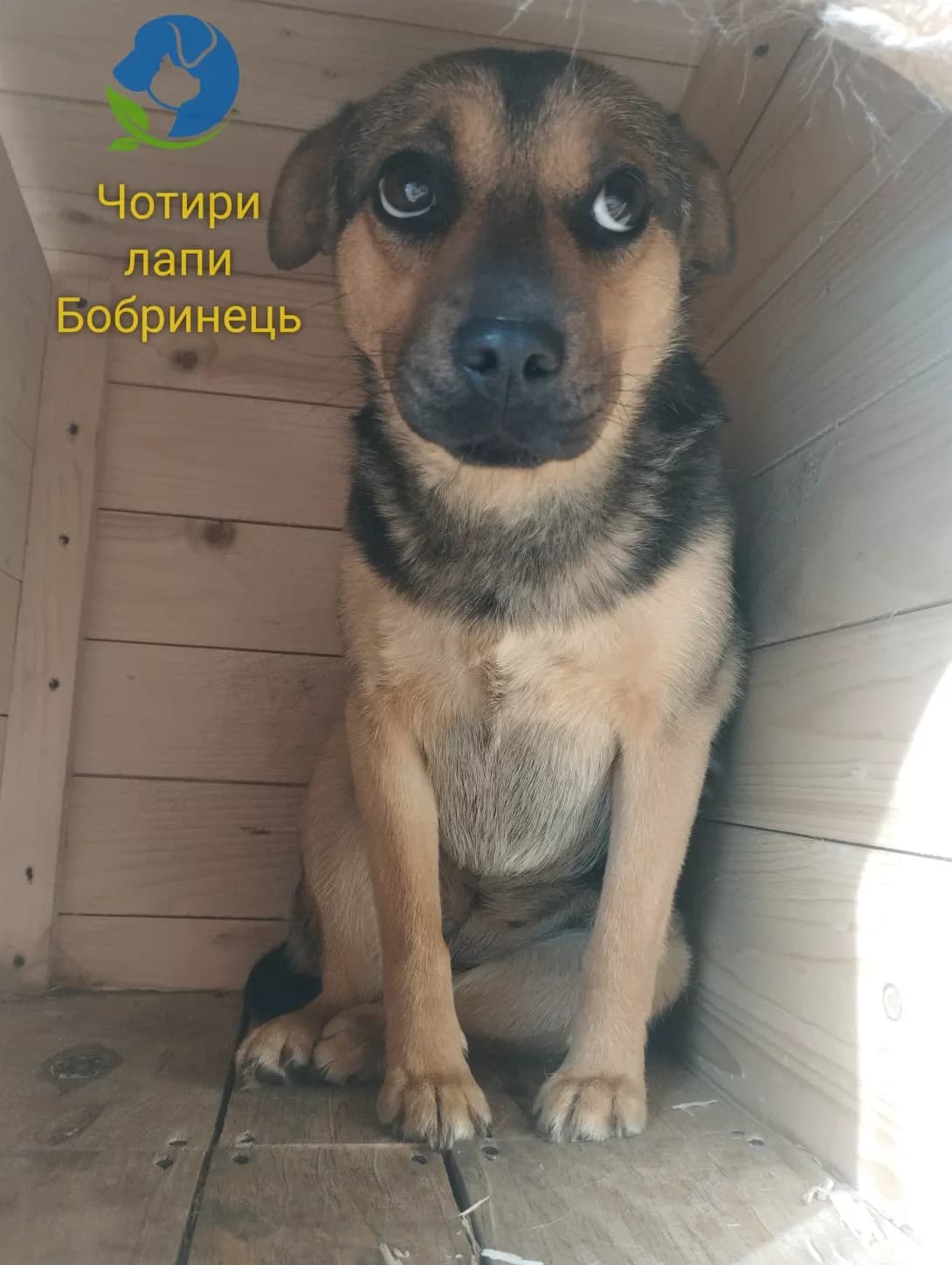 Dora (Дора), female young Mixed Breed for adoption at Happy Paw Kirovohrad