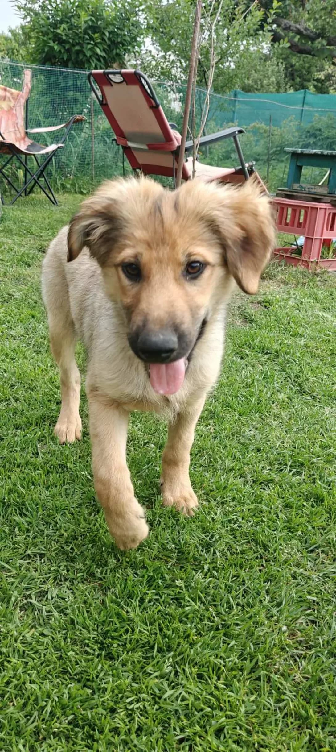 Mishko (Мишко), male puppy Mixed Breed for adoption at Happy Paw Kirovohrad