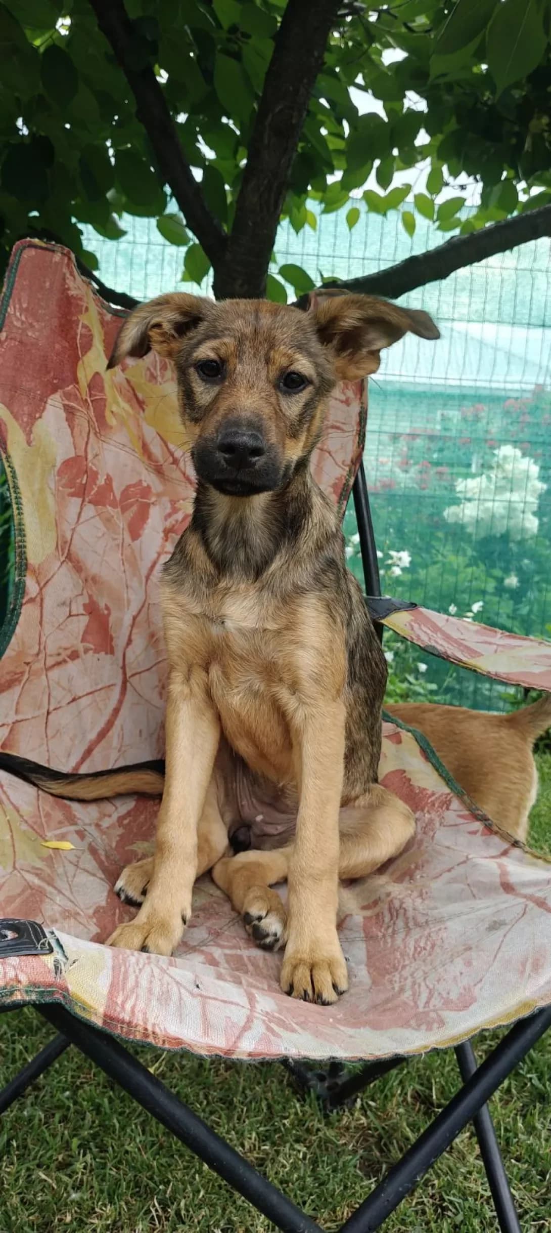 Mala (Мала), female puppy Mixed Breed for adoption at Happy Paw Kirovohrad