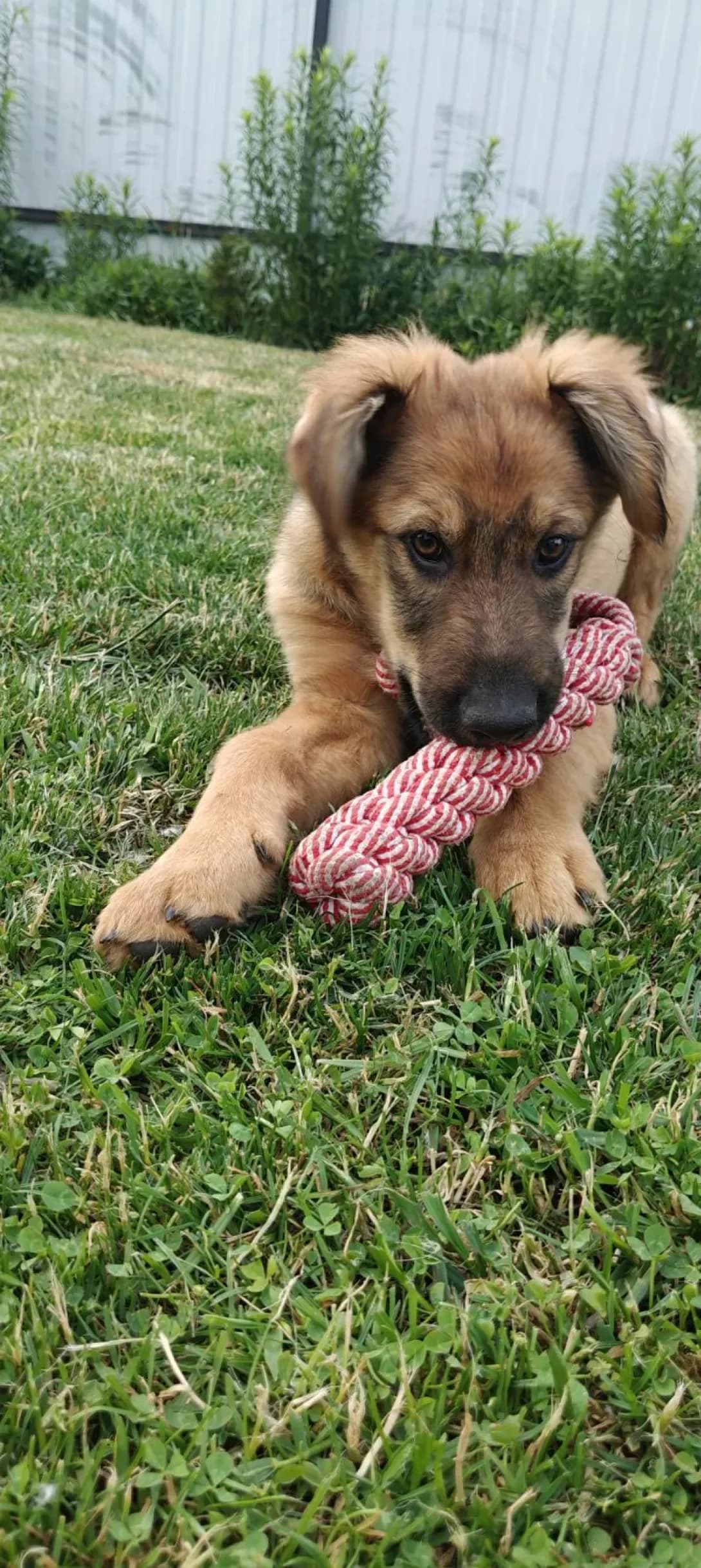 Khlibchik (Хлібчик), male puppy Mixed Breed for adoption at Happy Paw Kirovohrad