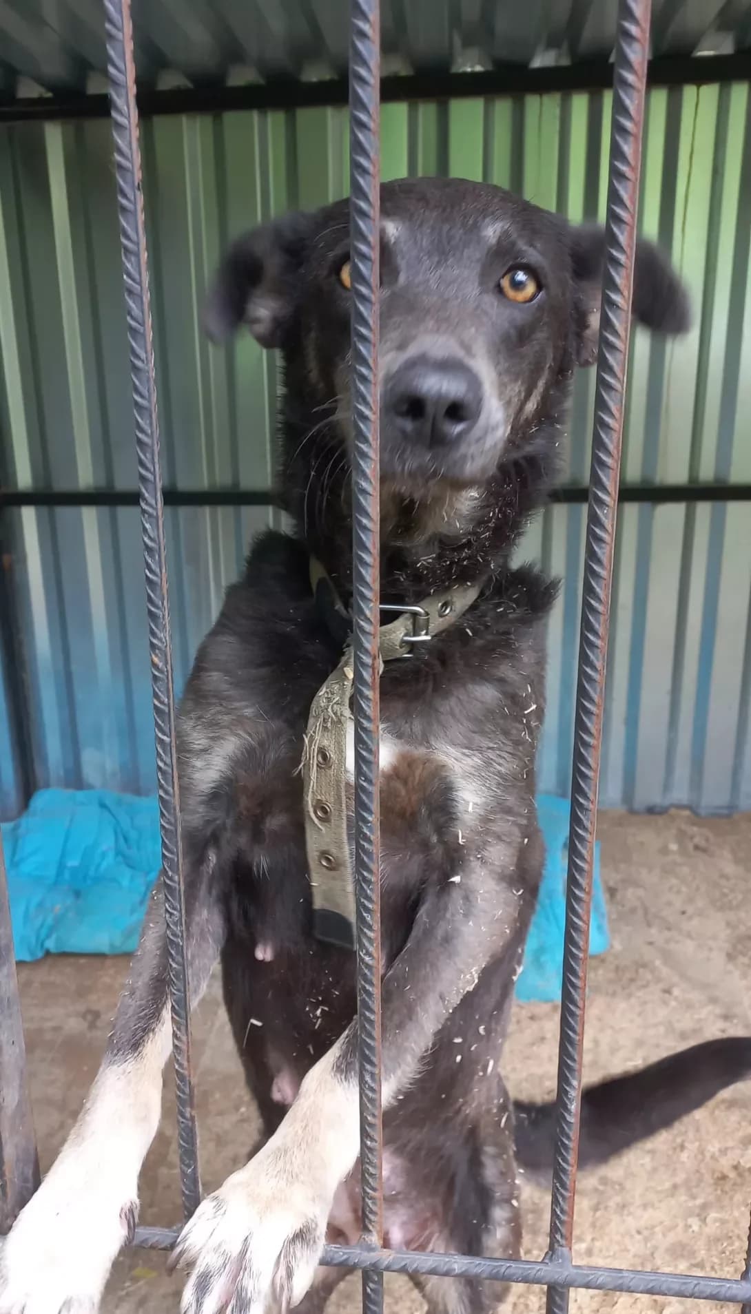Rona (Рона), female young Mixed Breed for adoption at Happy Paw Kirovohrad