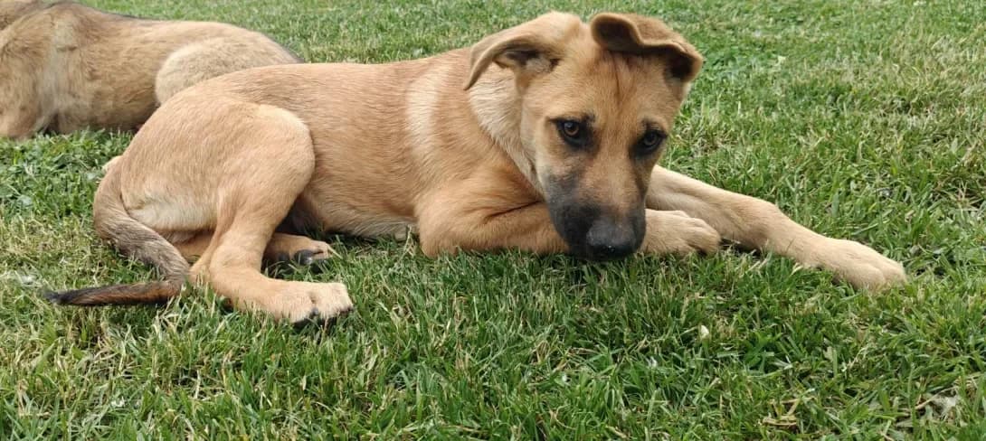 Belgi (Бельгі), male puppy Mixed Breed for adoption at Happy Paw Kirovohrad